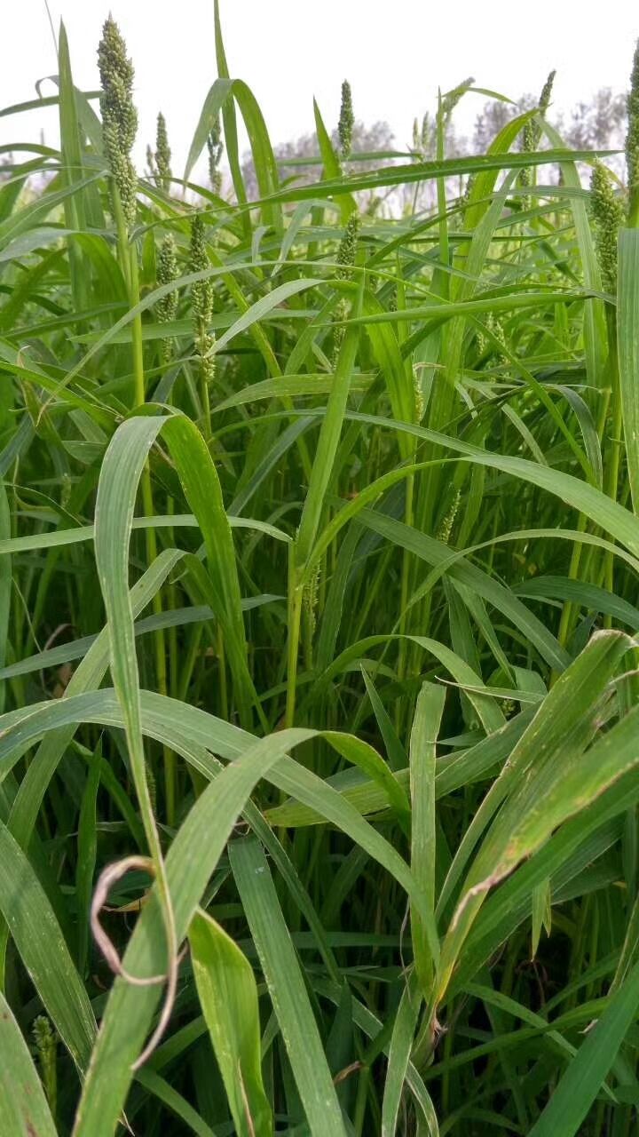 雀稗种子水稗草种子小米草种子鱼虾蟹用草多年生水草种子