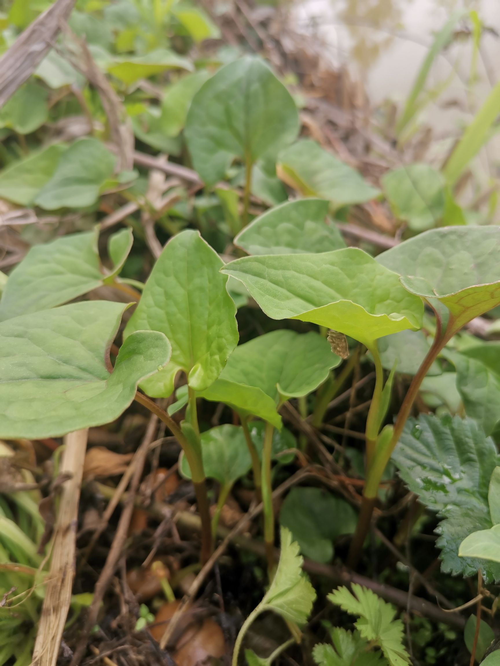 鱼腥草种苗 折耳根狗心草实生苗