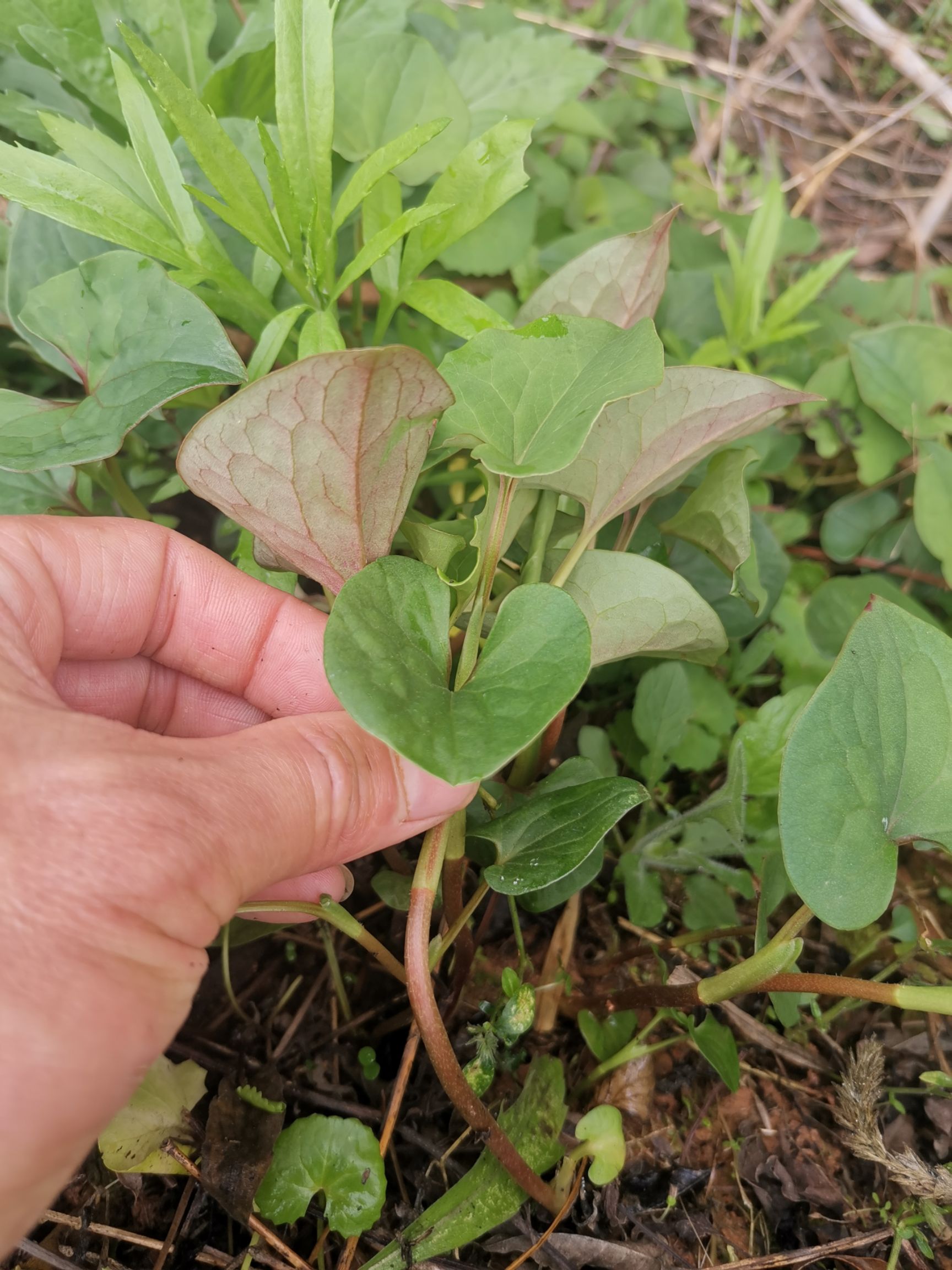 鱼腥草种苗 折耳根狗心草实生苗