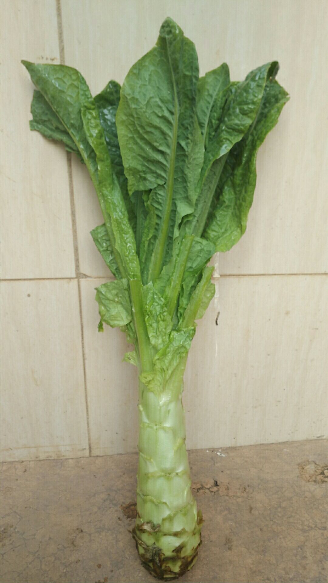 青叶莴笋 货好