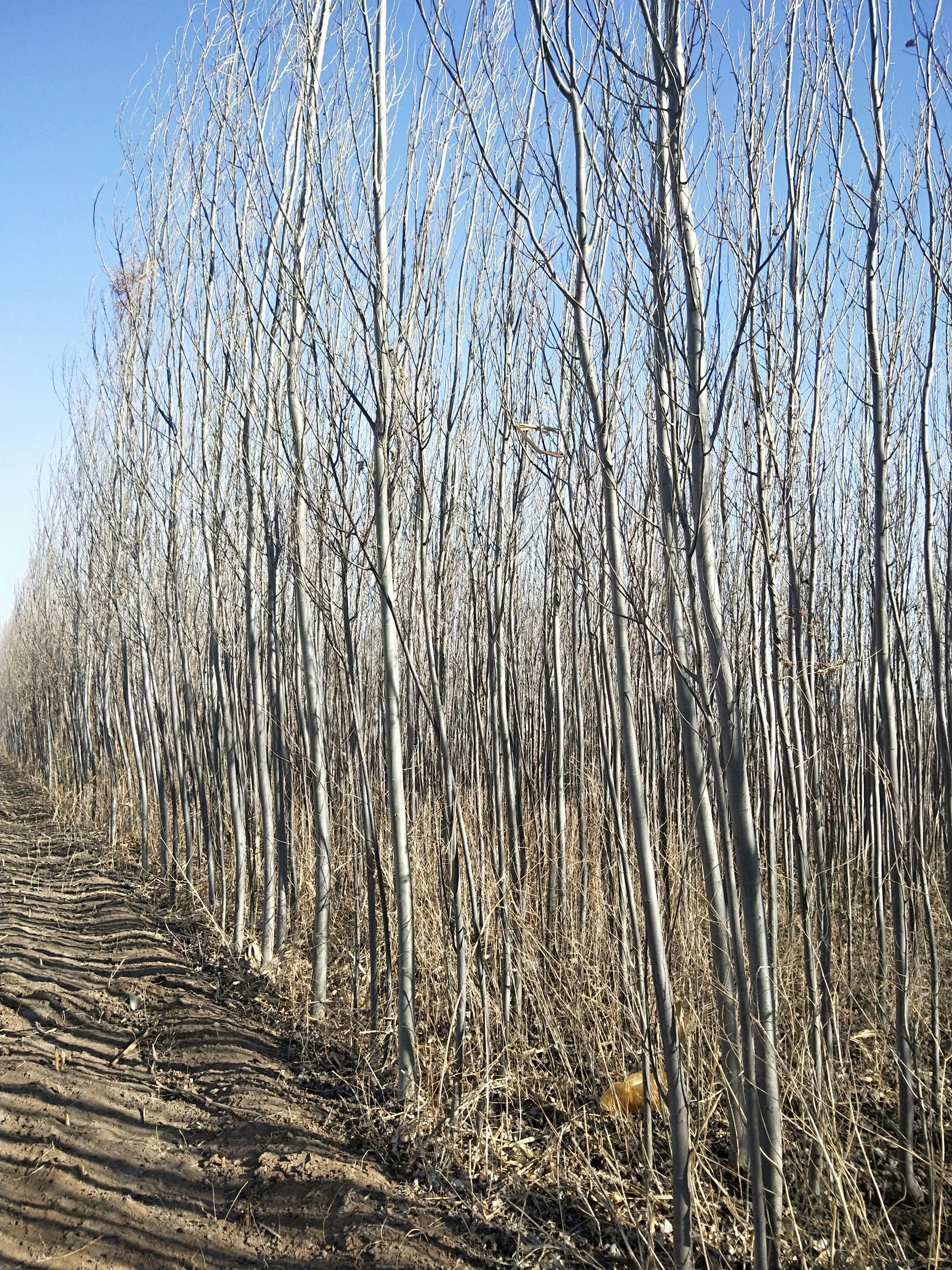 杨树苗 新疆杨树,诚心出售.