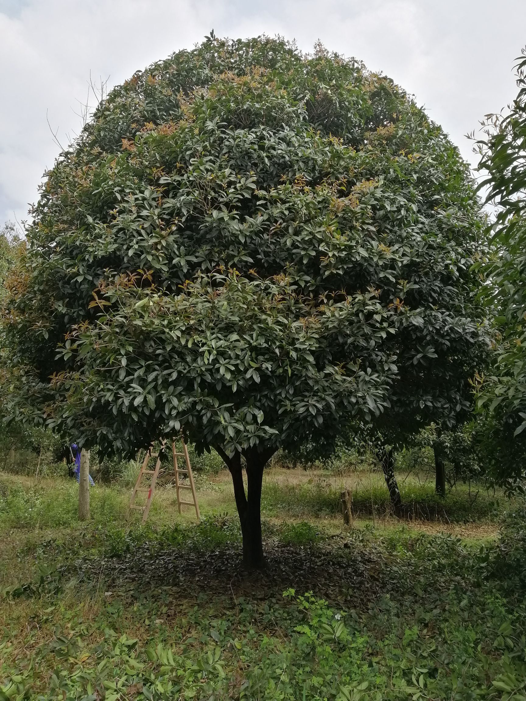 桂花树