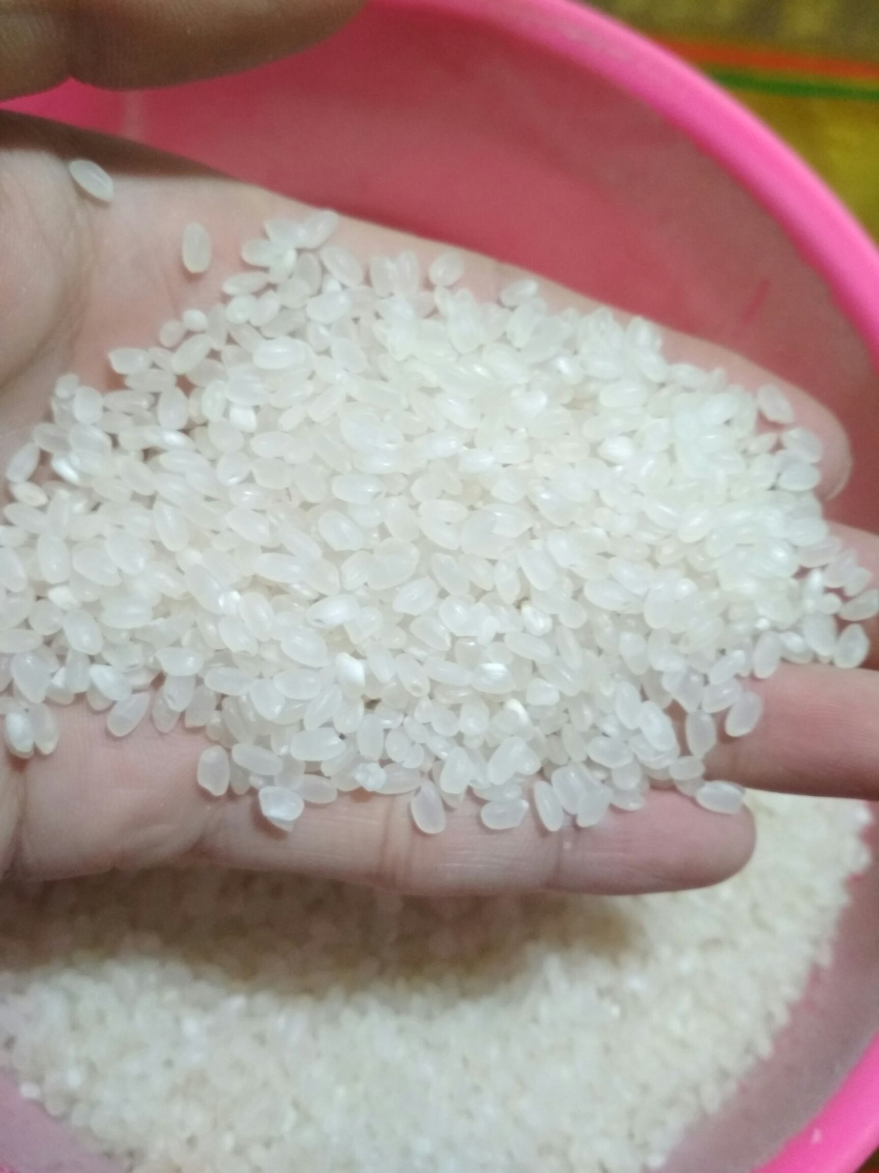 圆粒大米 圆粒米珍珠米