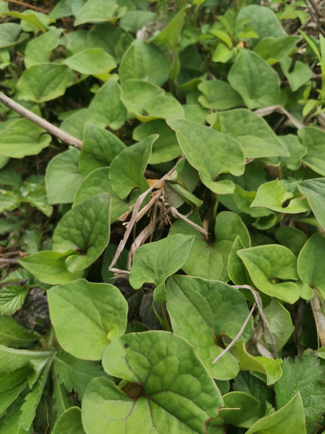 鱼腥草种苗 折耳根狗心草实生苗