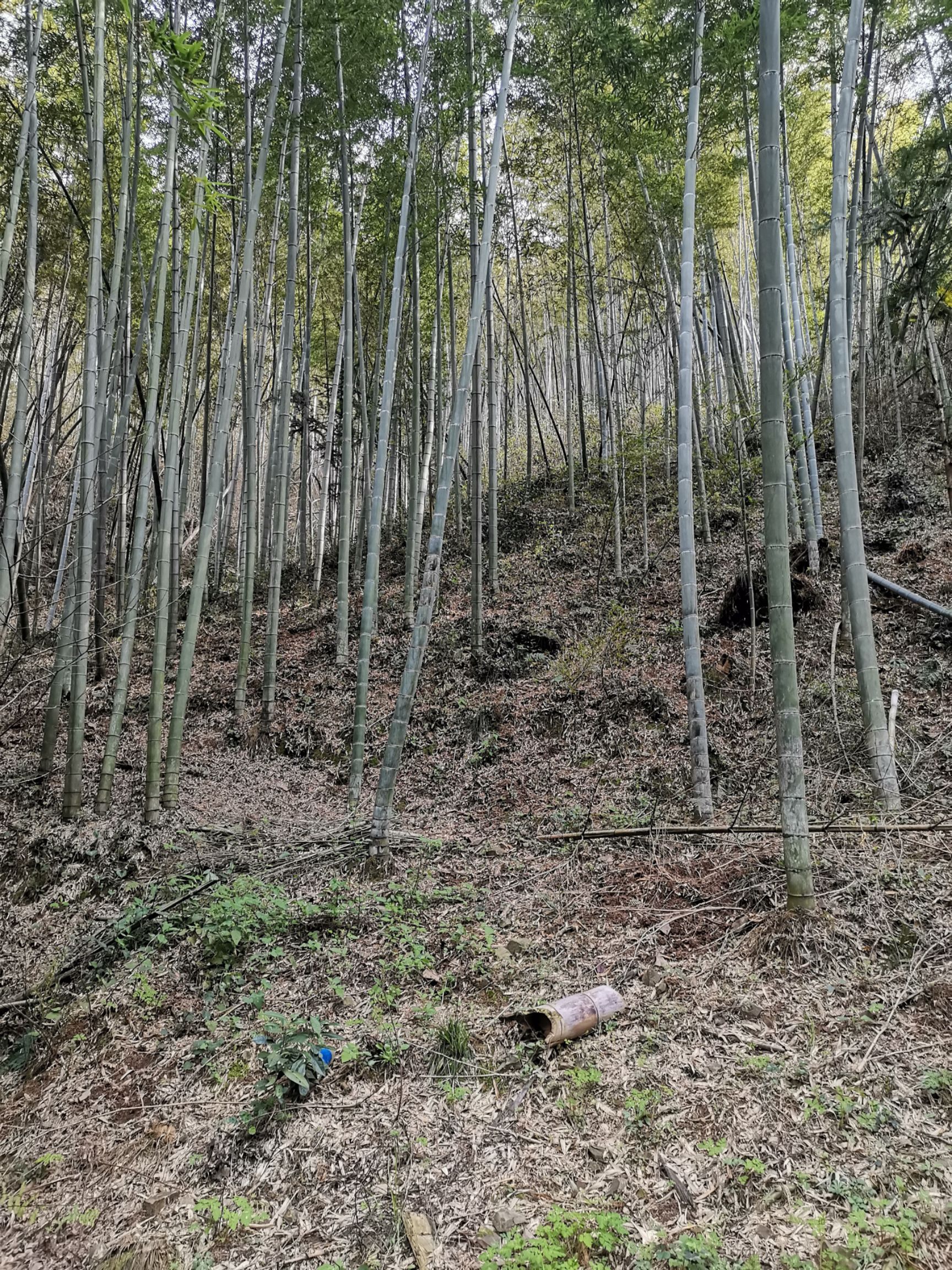 千亩毛竹山待销