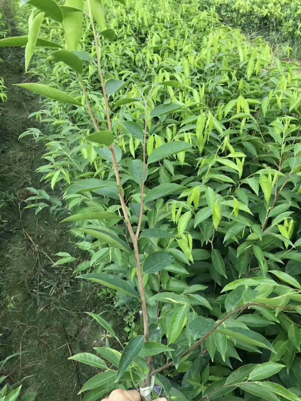 奇楠沉香树 金叶子奇楠 黑珍珠奇楠嫁接苗 3年结香包邮