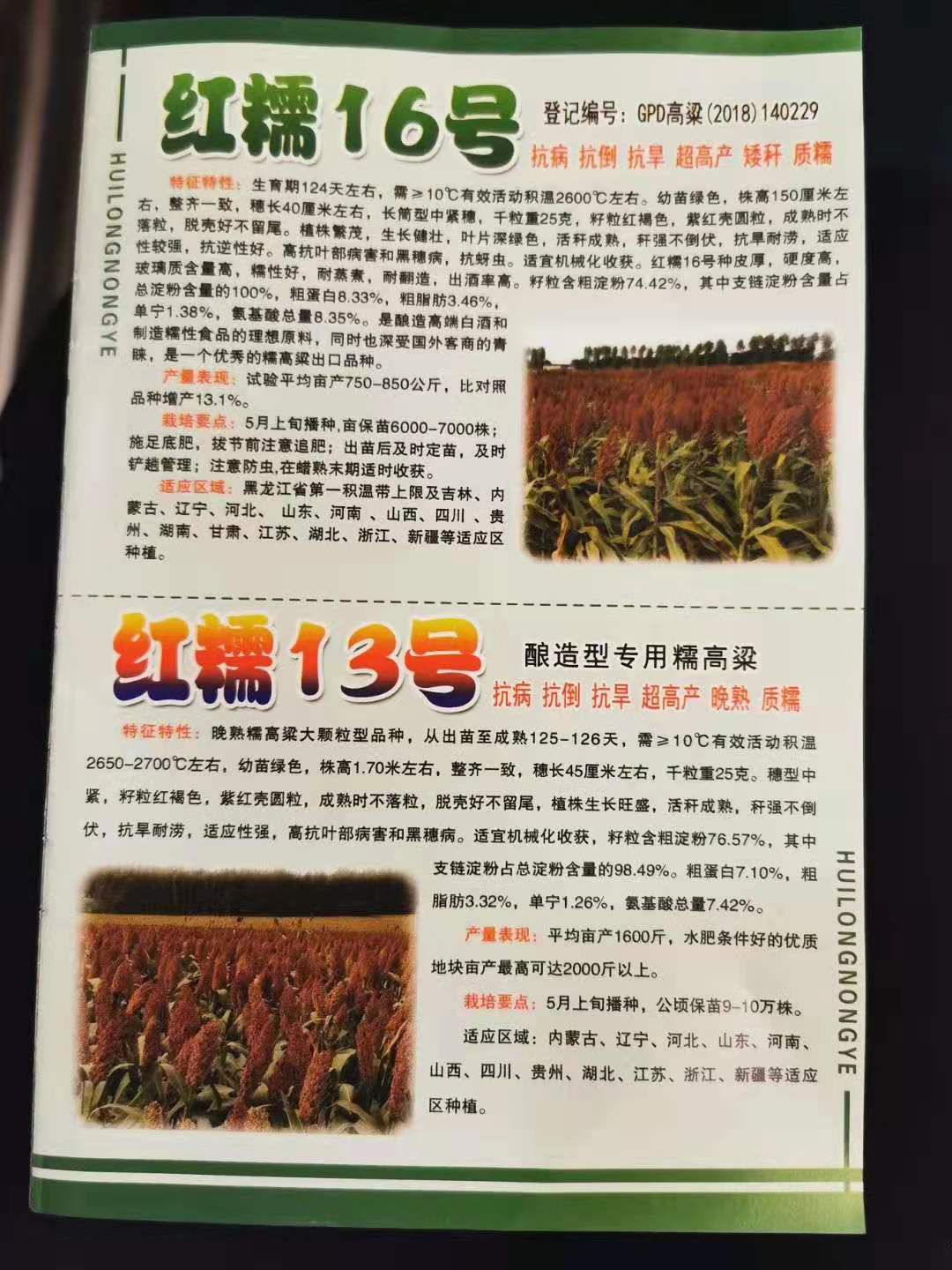 高粱种子 高粱种