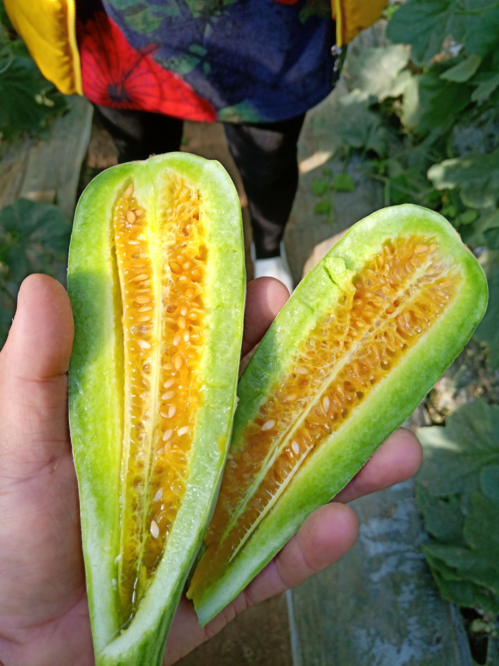 羊角蜜甜瓜 1斤以上