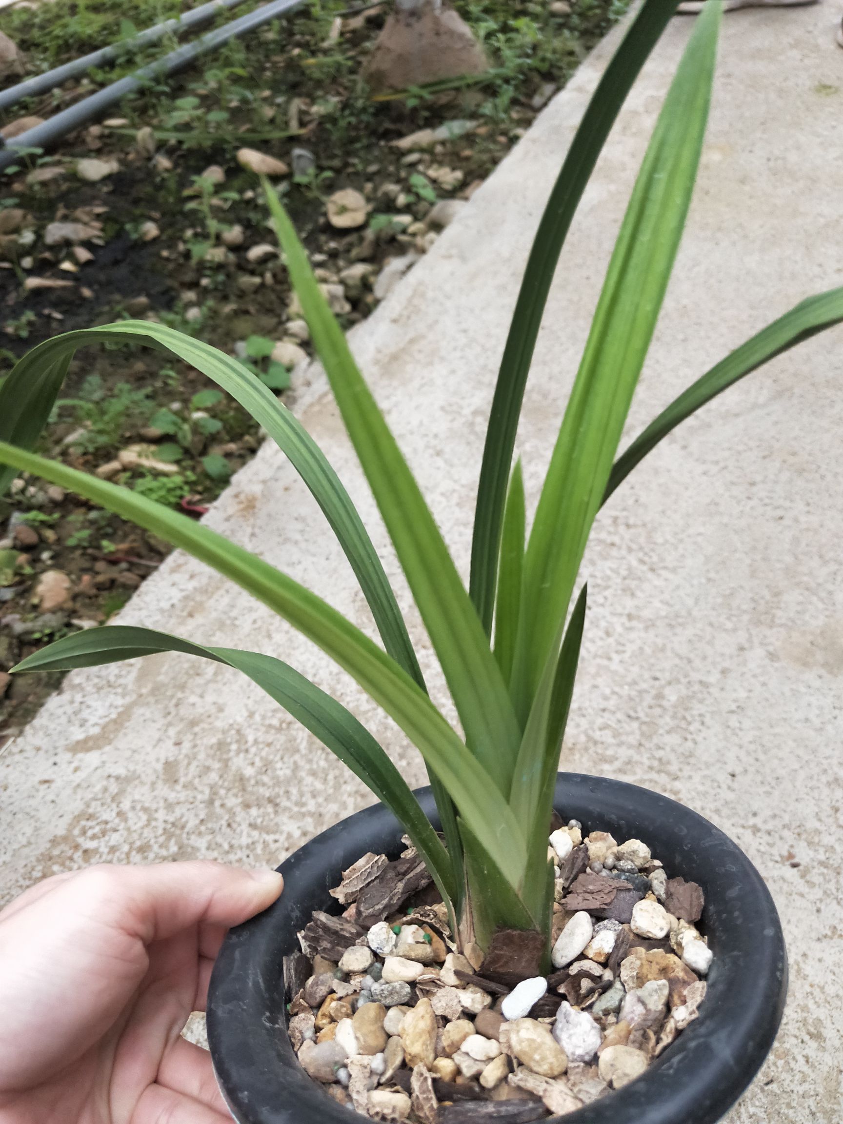 兰花建兰荷瓣素心浓香素君荷 花型大 易养活