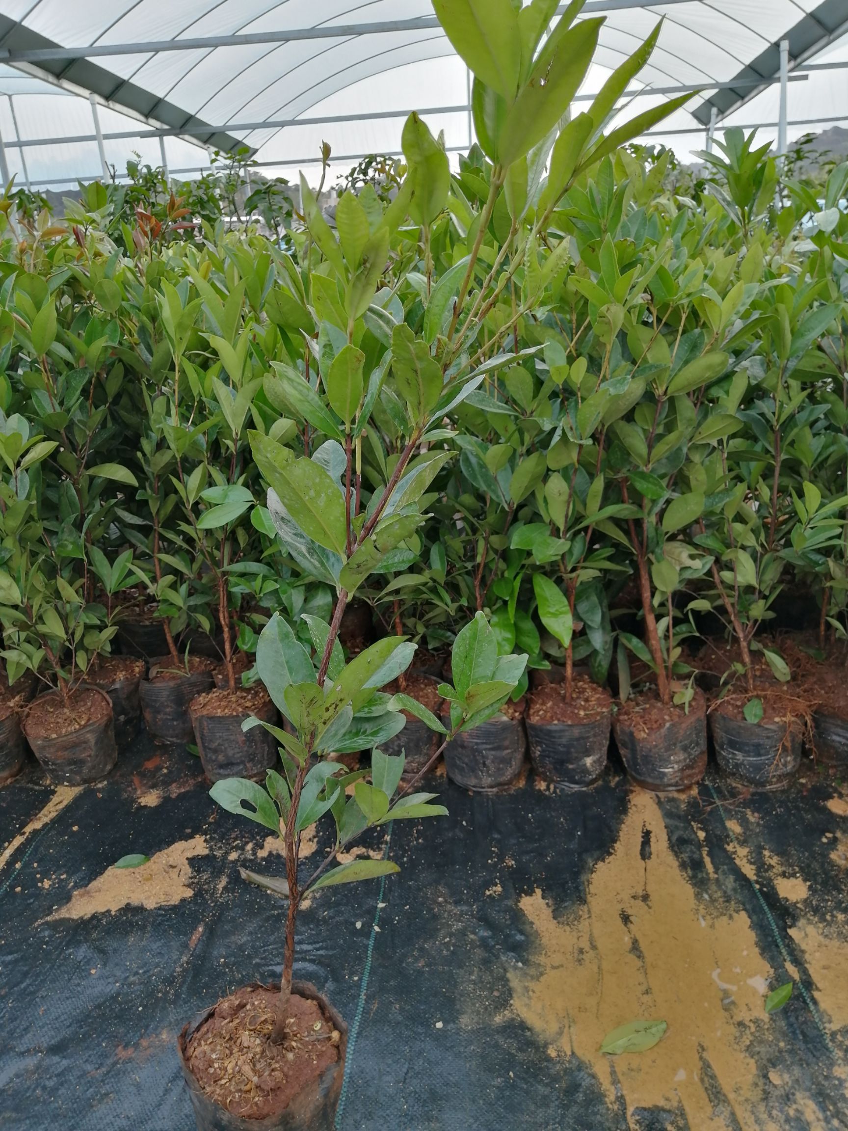 新品热卖巴西甜樱桃树苗 车厘子苗南北方阳台庭院种植当年结果