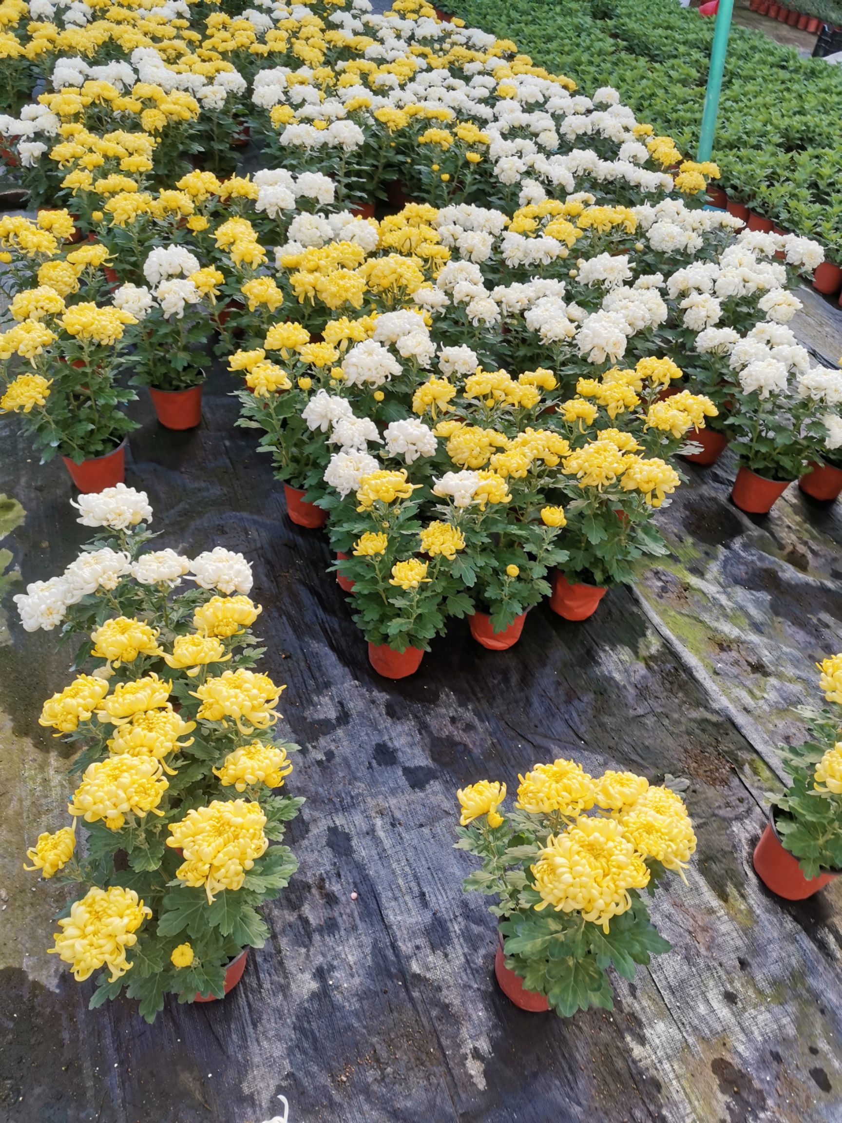 黄白菊 祭祀菊 菊花 品种花卉