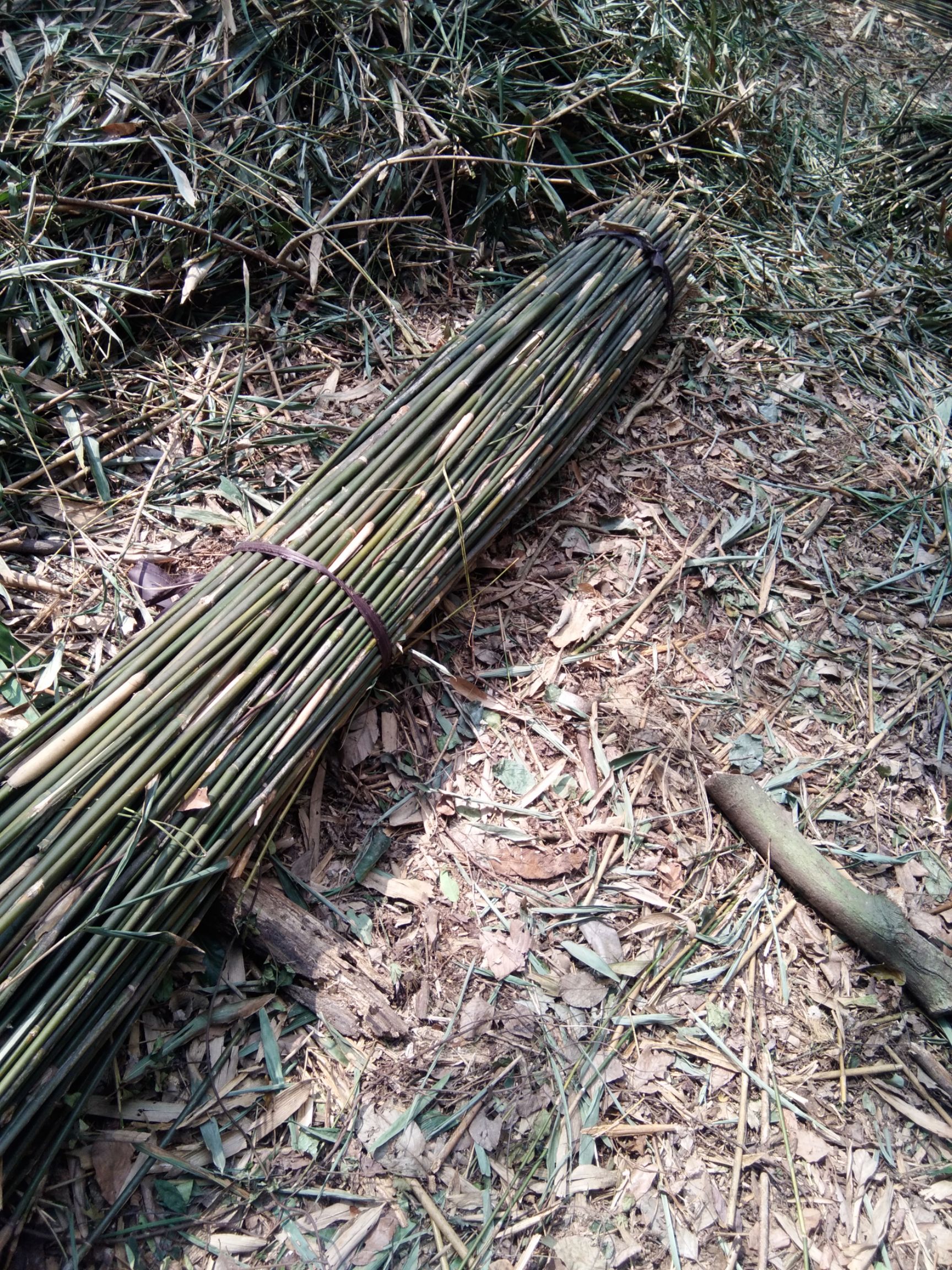 实心竹 长年有大量厘竹子出售