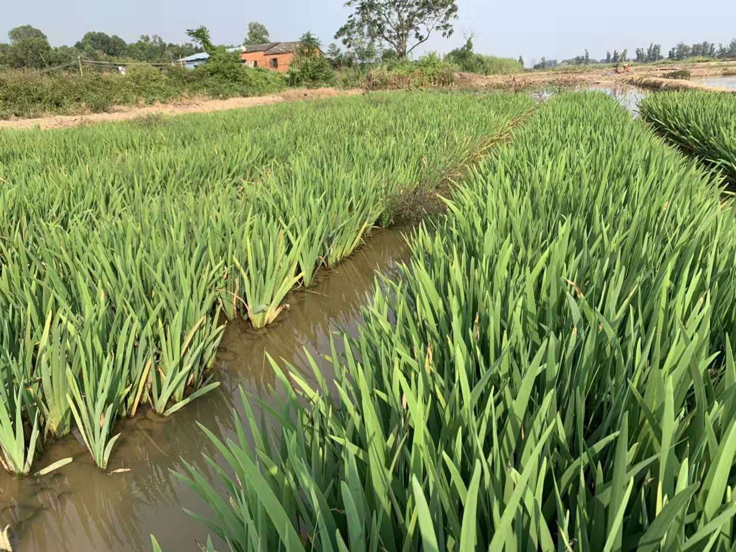西伯利亚鸢尾 水生鸢尾 基地直供 园林绿化工程袋苗