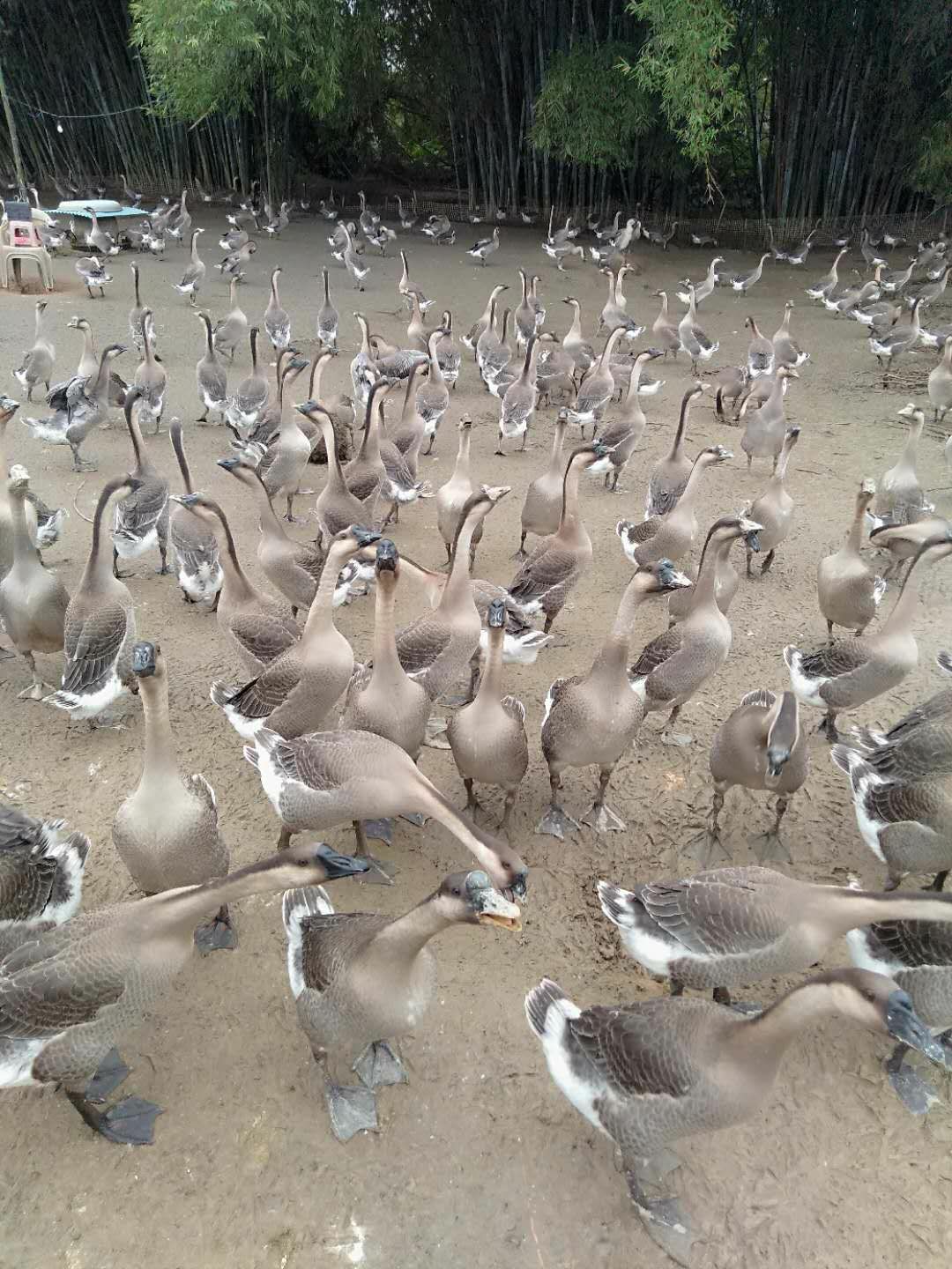 马岗鹅 自家养殖场