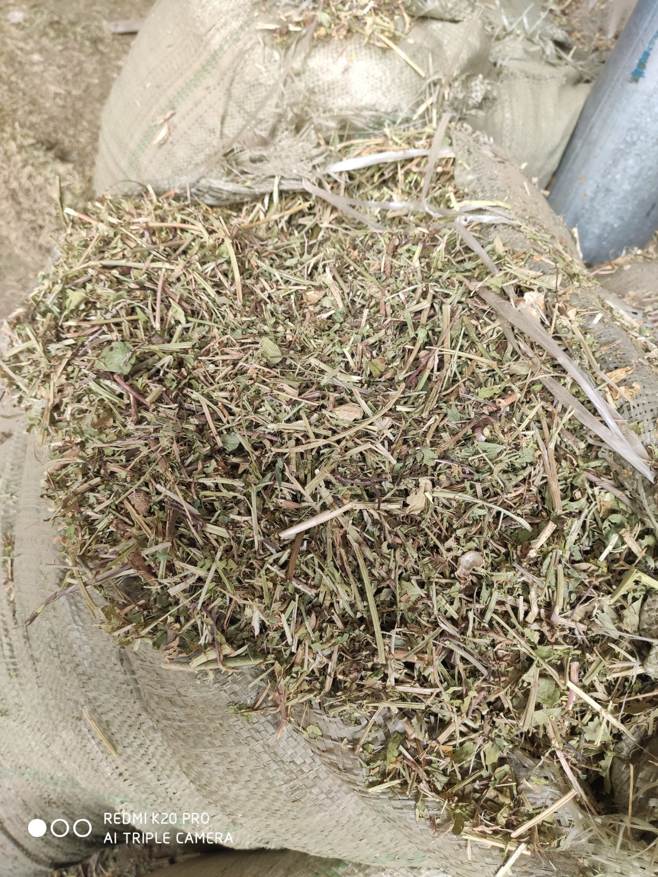 牛羊马驴草料花生秧草牲畜爱吃