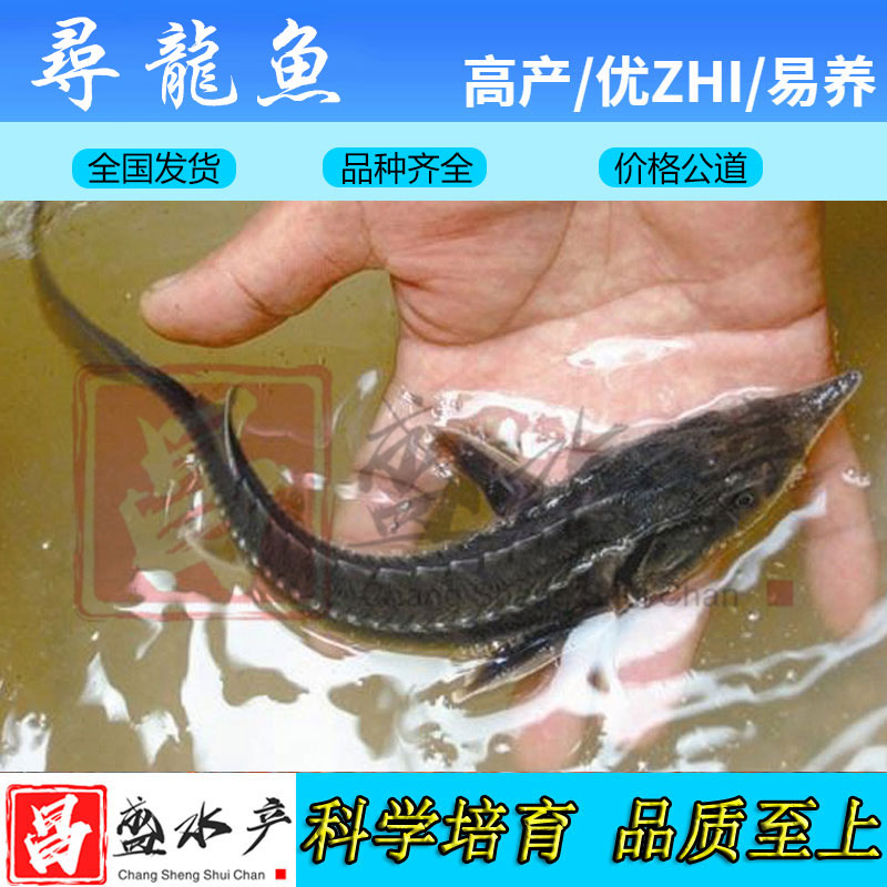【基地直供】苗 鲟龙鱼苗 鱼苗鱼苗批发