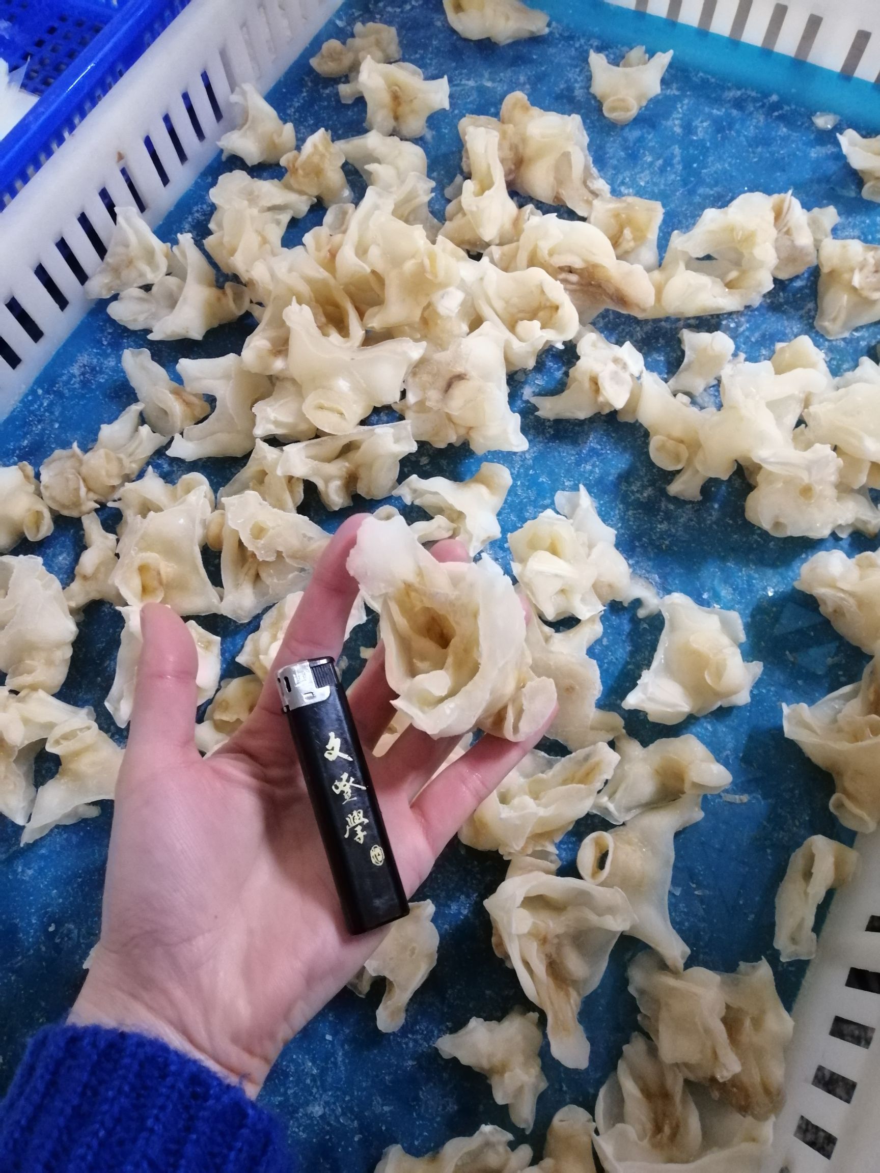 冷冻鱿鱼 单冻鱿鱼脖子