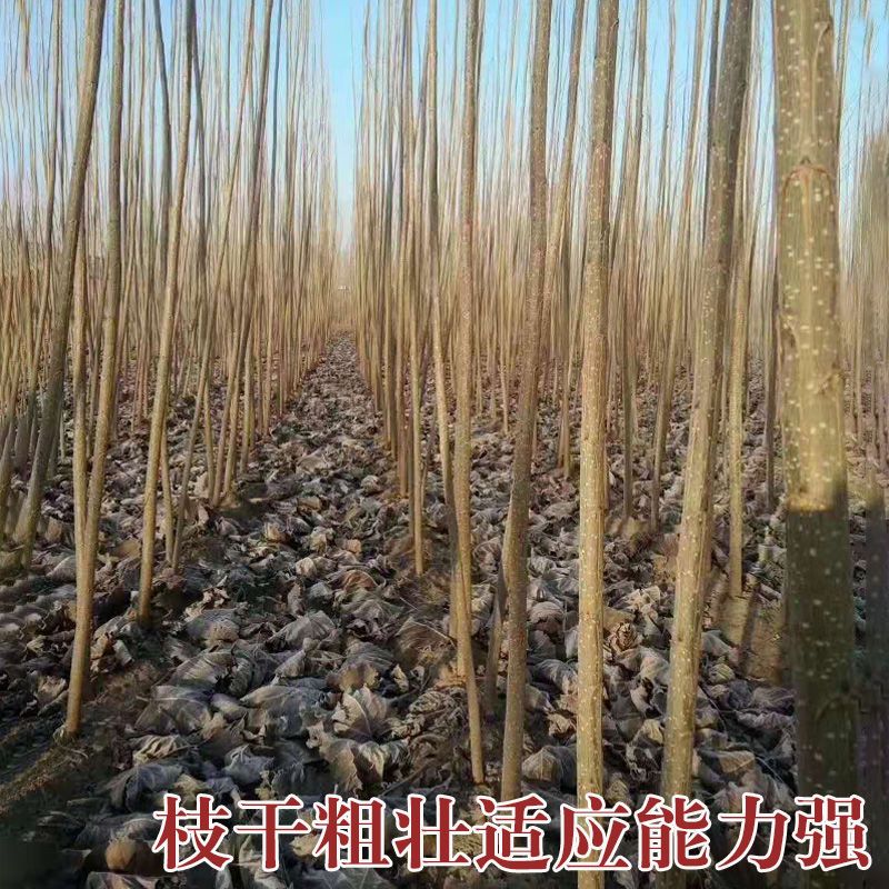 107速生杨树苗 山东基地直销 现挖现发 包品种包成活