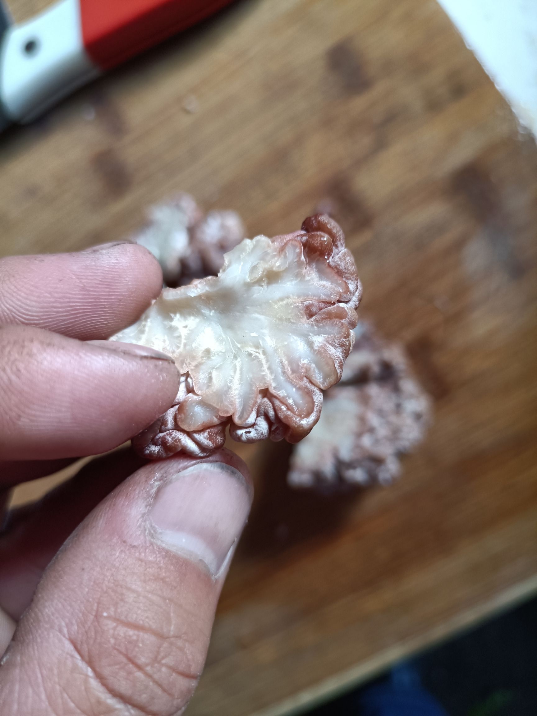 猴头菇 猴脑菇猴脑菌猴脑耳一手货源批发零售