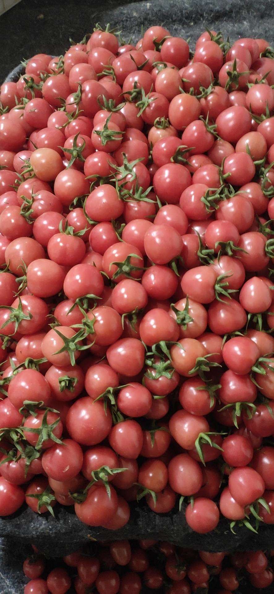 新鲜当季樱桃柿子圣女果贝贝小西红柿小番茄孕妇水果