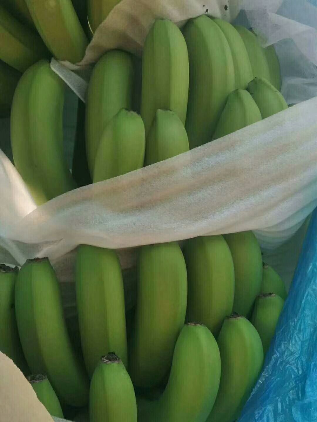 品种名:巴西香蕉 成熟度:七成熟