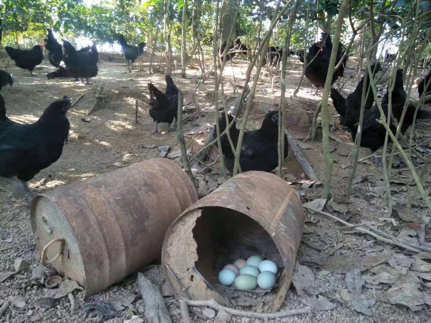 绿壳鸡蛋 三亚万橡雨林散养五黑鸡绿壳蛋
