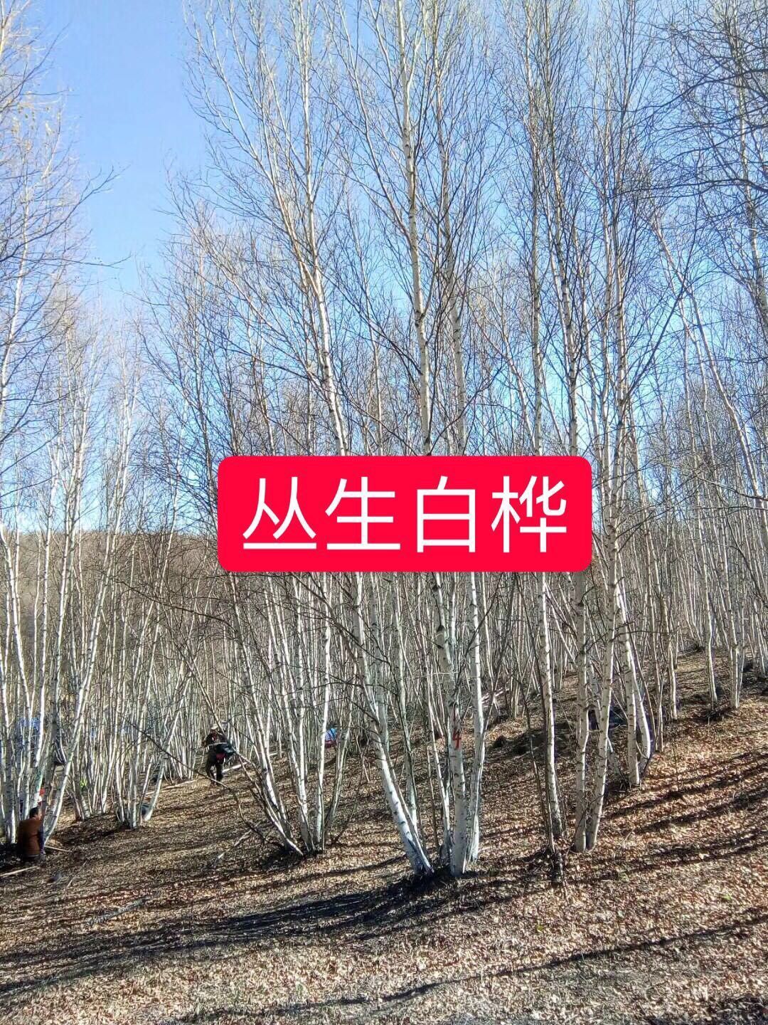 白桦树苗 丛生白桦