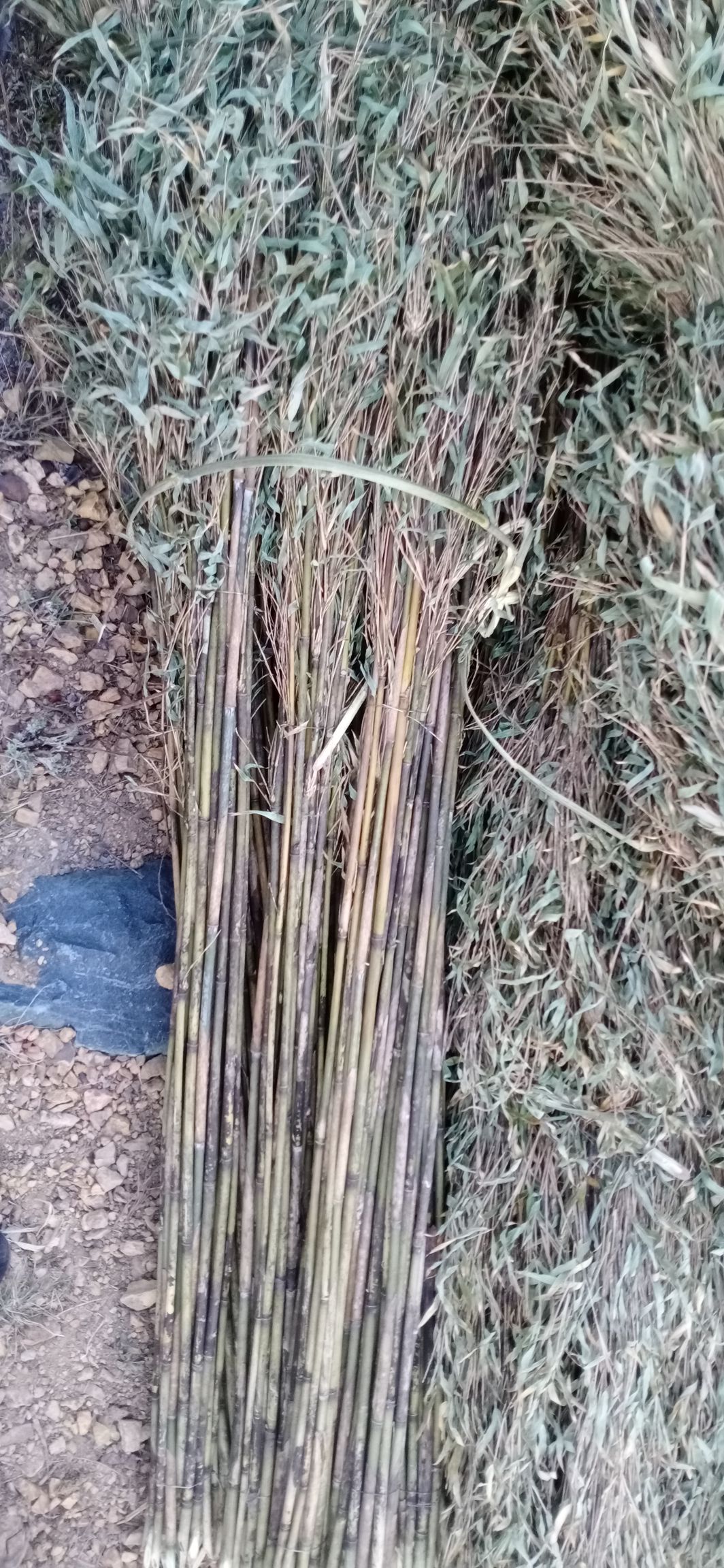 冷水竹子 大扫把