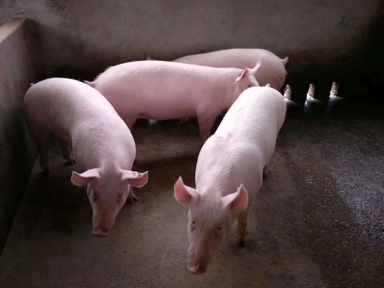 二元母猪,美系的