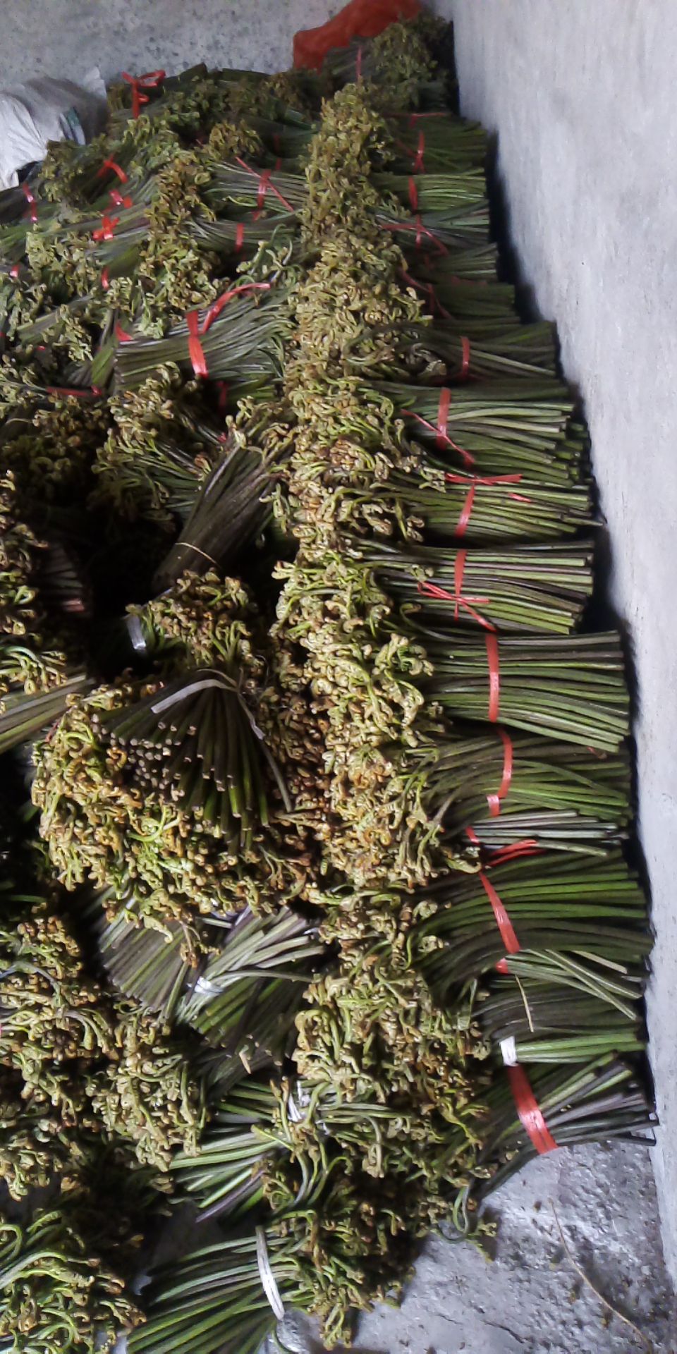 [高山蕨菜批发] 蕨菜,苦蕨价格1800元/吨 - 惠农网
