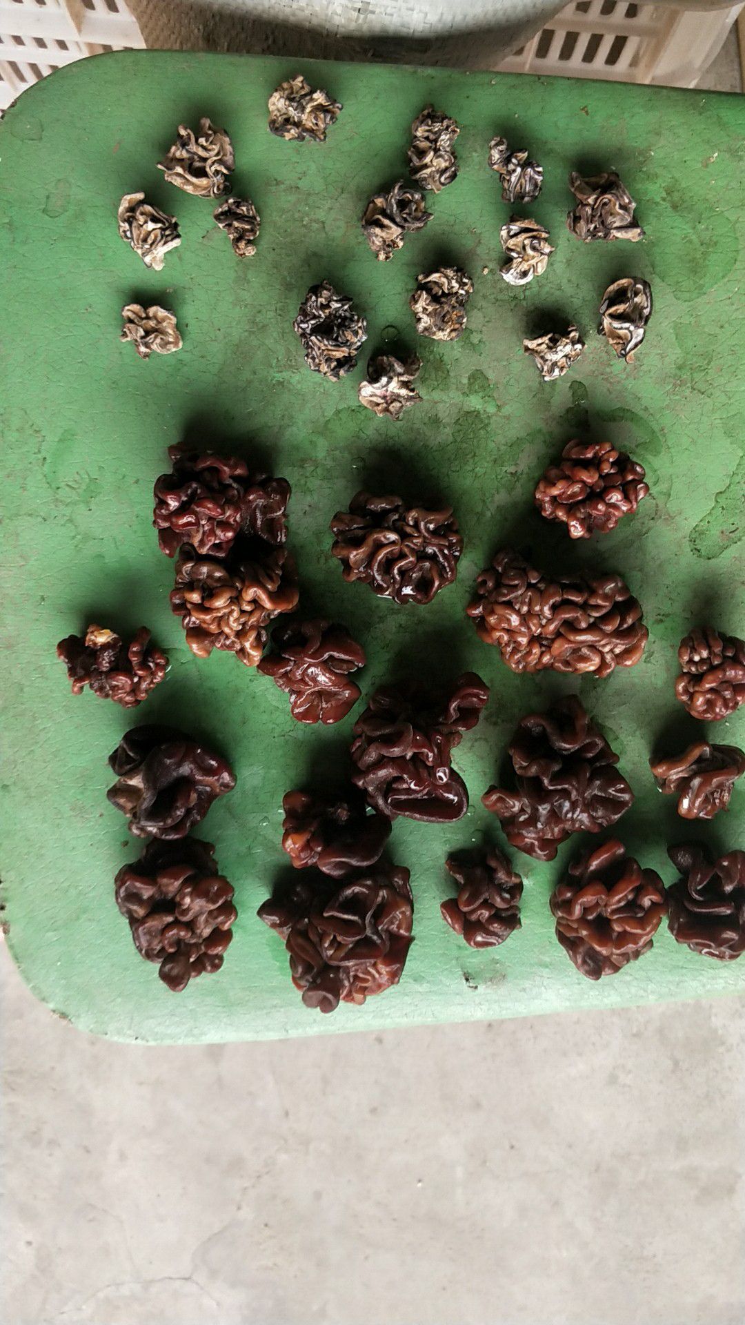 猴脑菇,猴脑菌,核桃菌玛卡菌玛咖菌松花菌猴脑一手货源批发零售