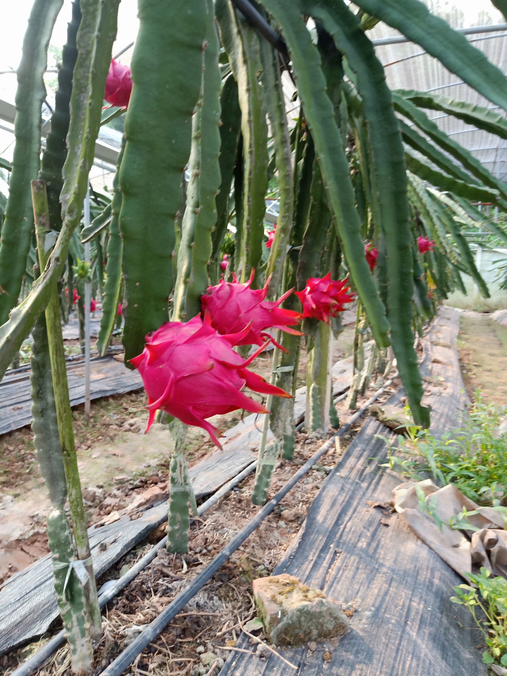 四川火龙果苗,免人工受粉火龙果苗,四川隆昌火龙果种植基地