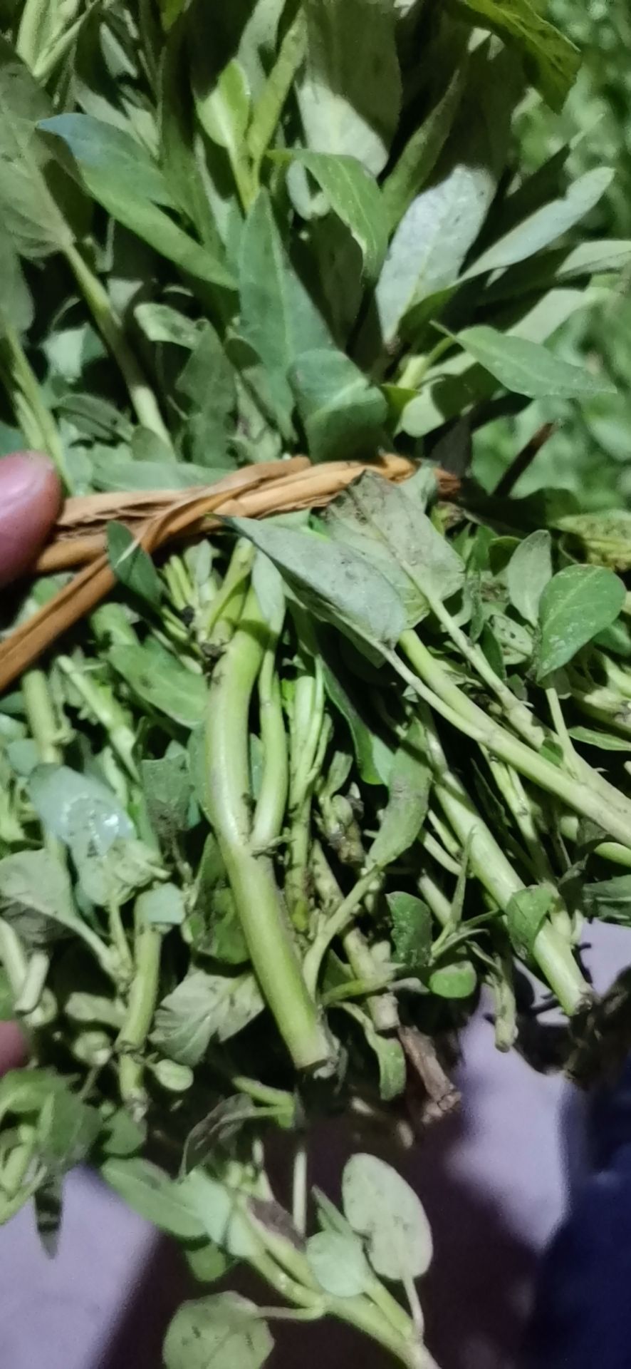 空心菜苗