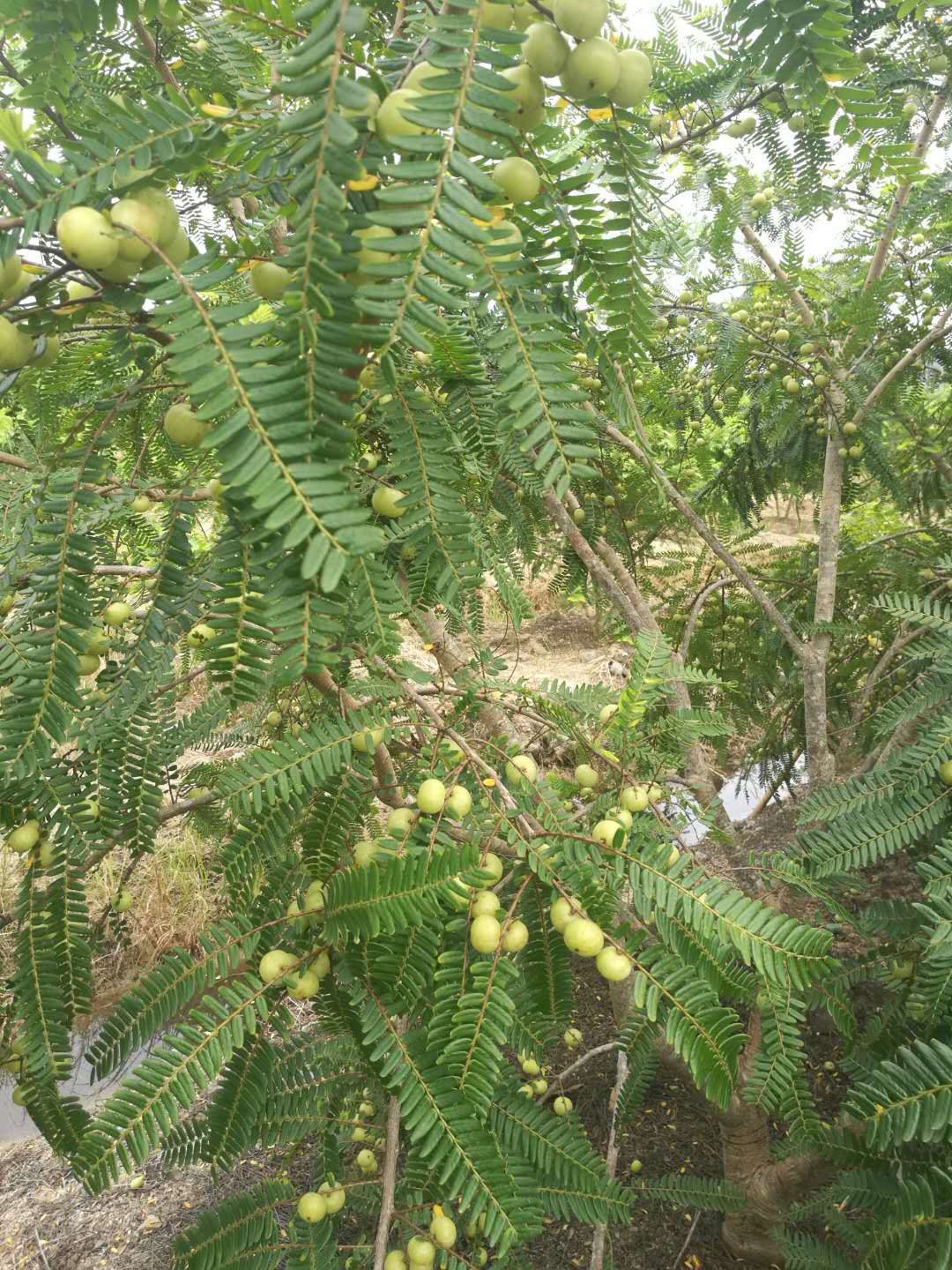 余甘果苗 果树苗 余甘果 牛柑果苗