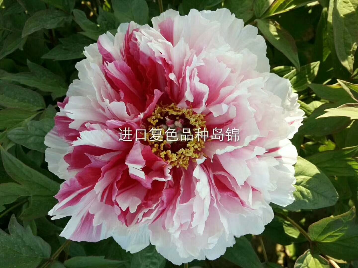 [岛锦牡丹批发] 牡丹岛津,一个花苞开两种颜色价格15元/棵 - 惠农网