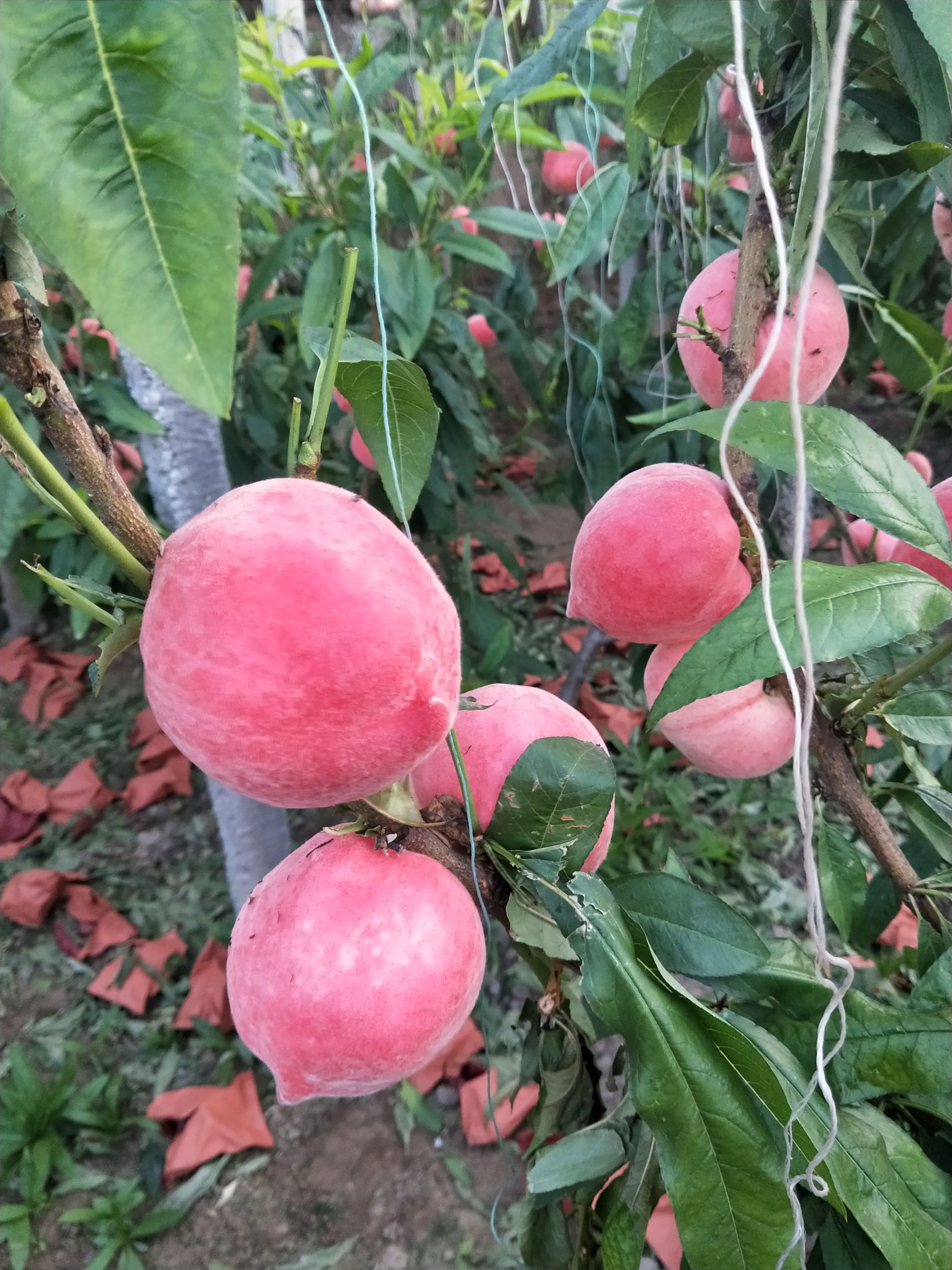 春雪桃 春雪水蜜桃大量上市