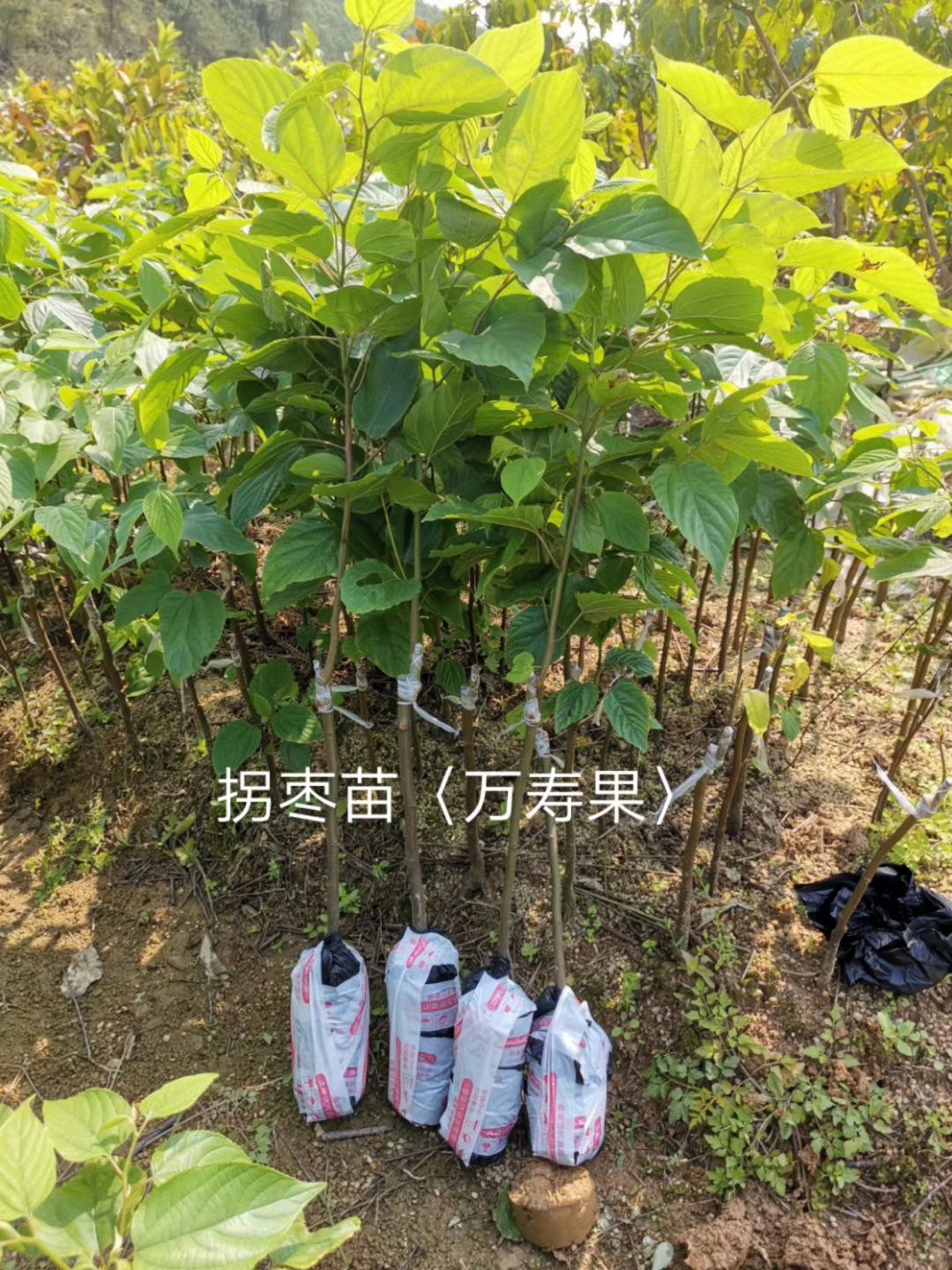 万寿果苗,拐枣树苗