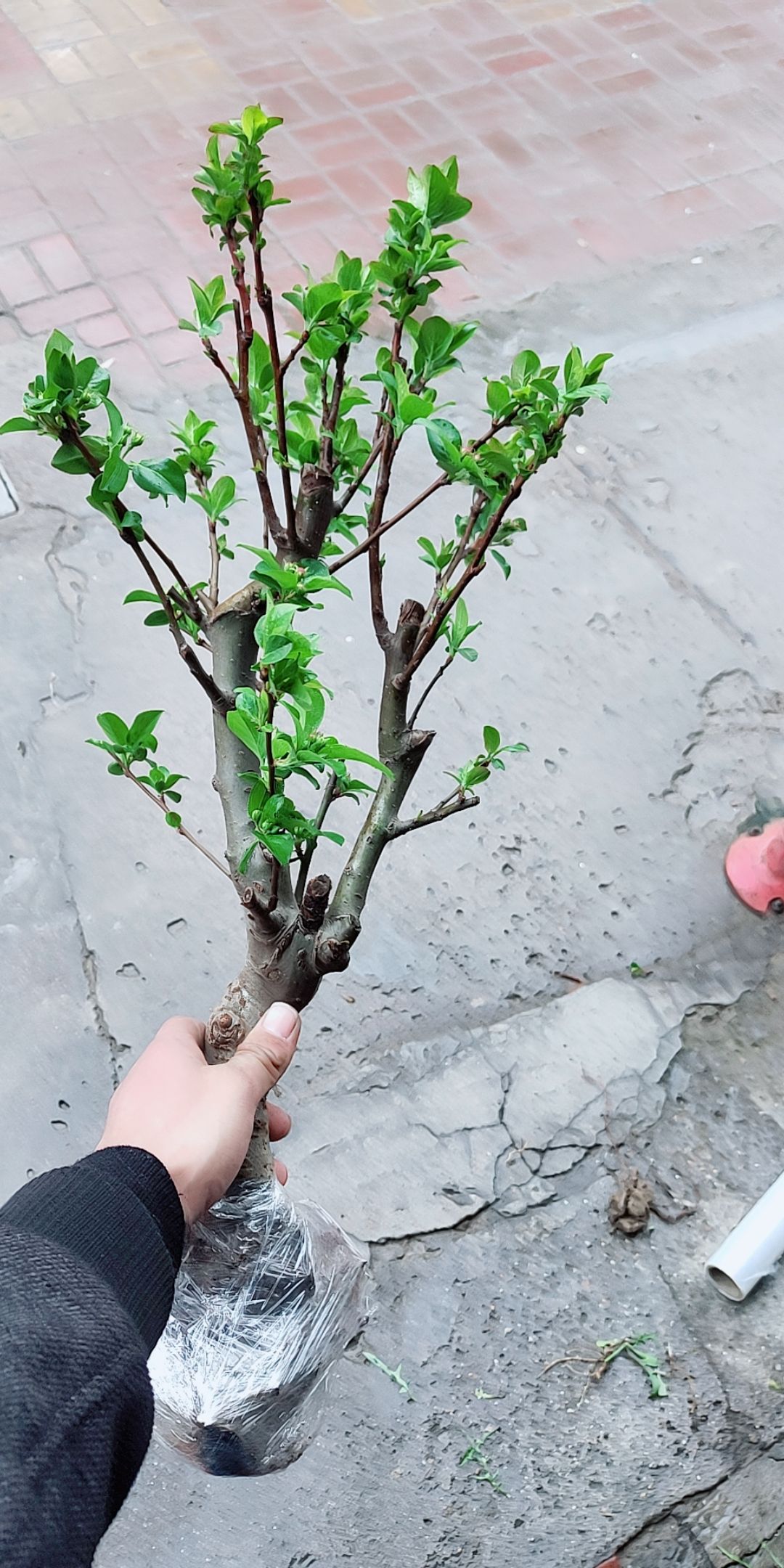 海棠花树苗盆栽盆景老桩花卉植物