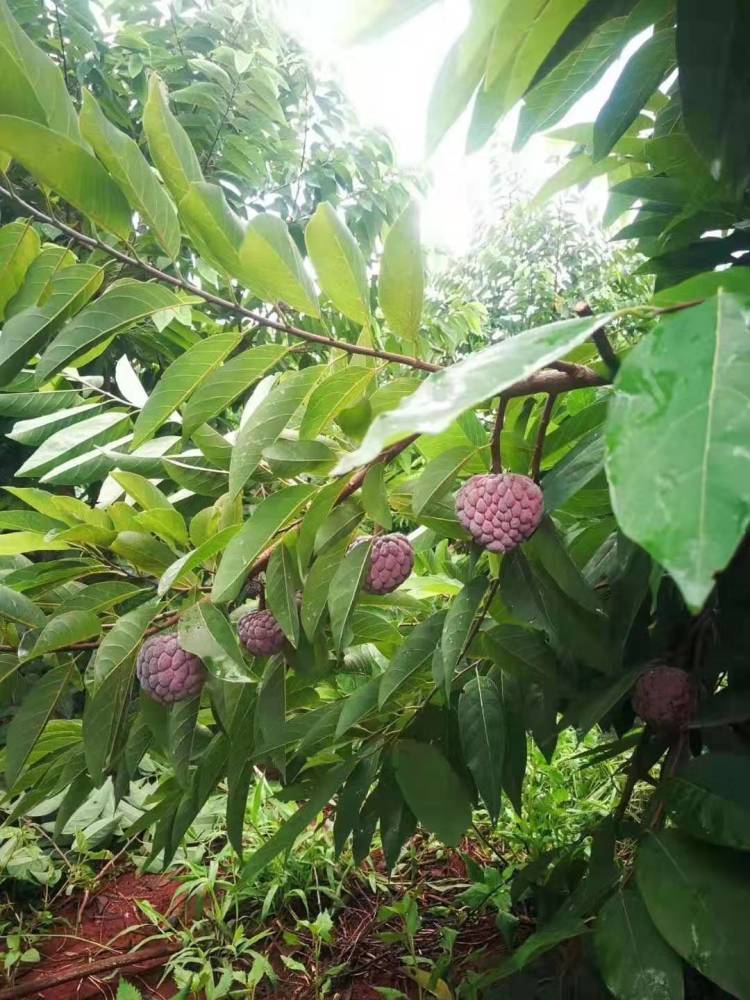 布福娜黑老虎果树苗 爬藤水果苗 南北方种植