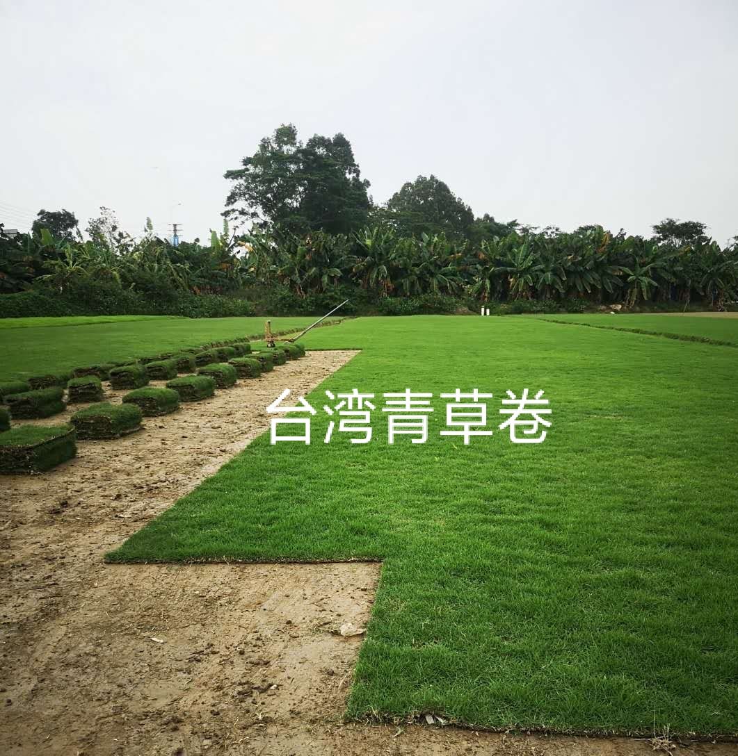 台湾草 基地直销台湾青草卷