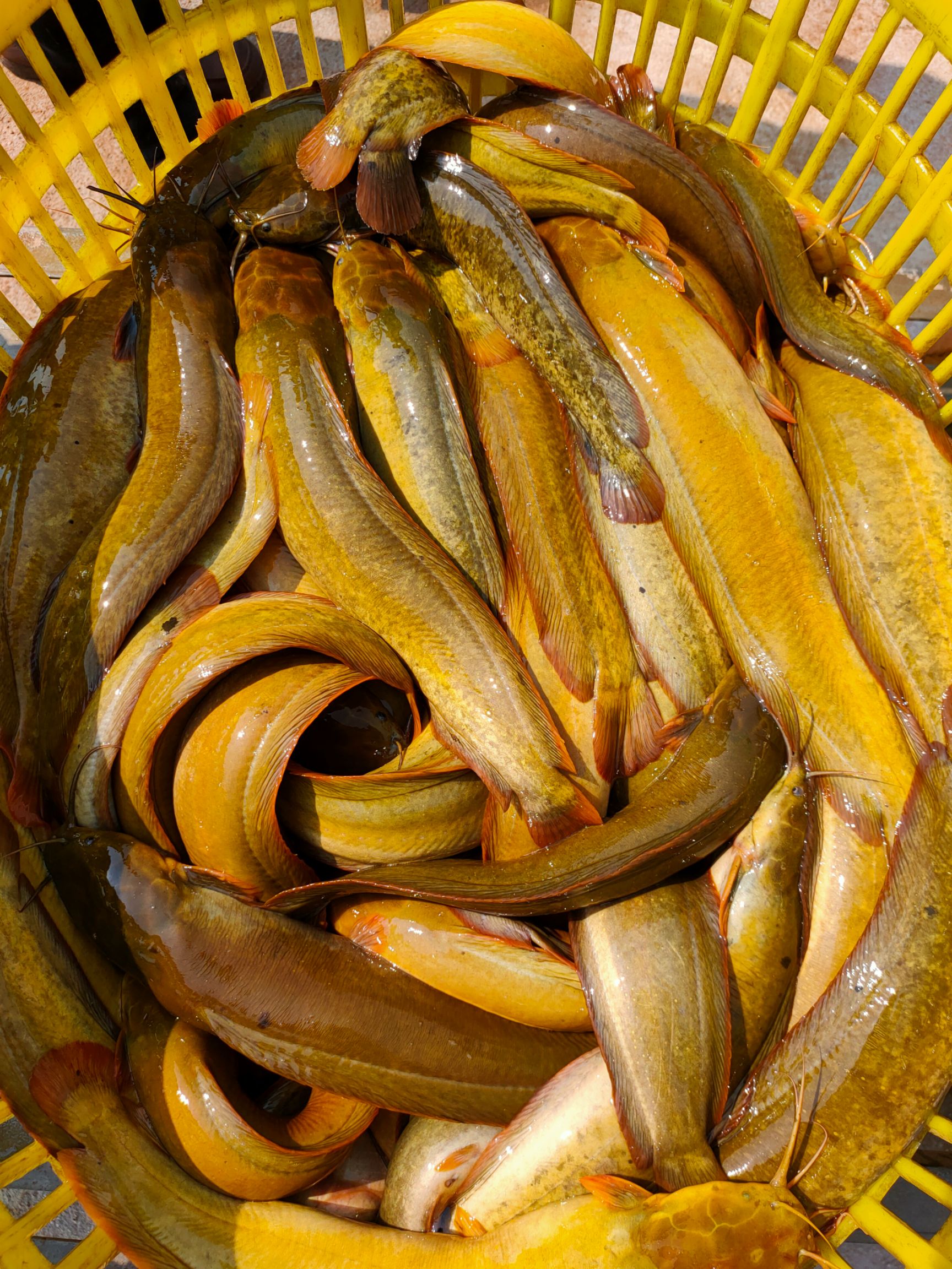 塘角鱼5种最好吃的做法，简单美味又下饭，看看你喜欢吃哪种？ - 知乎