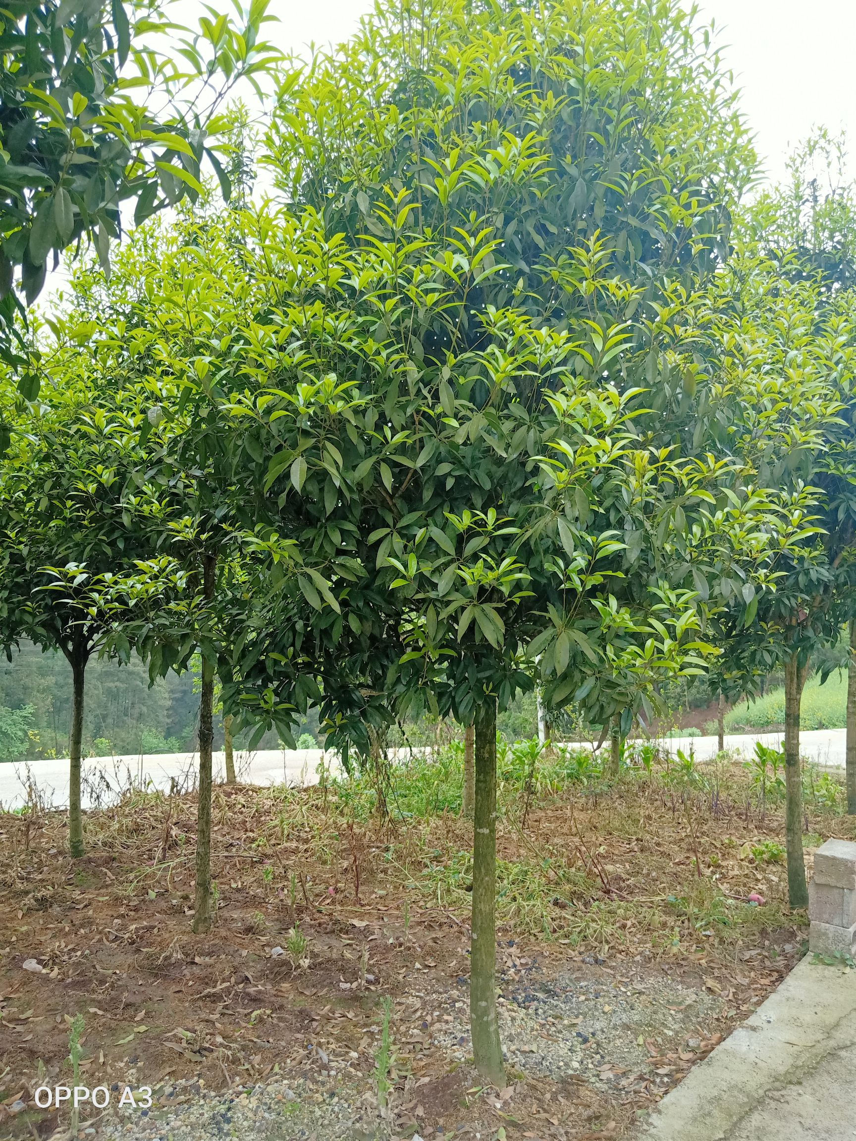 丹桂 本人现有批绿化树待出售 价格优惠有需要的联系