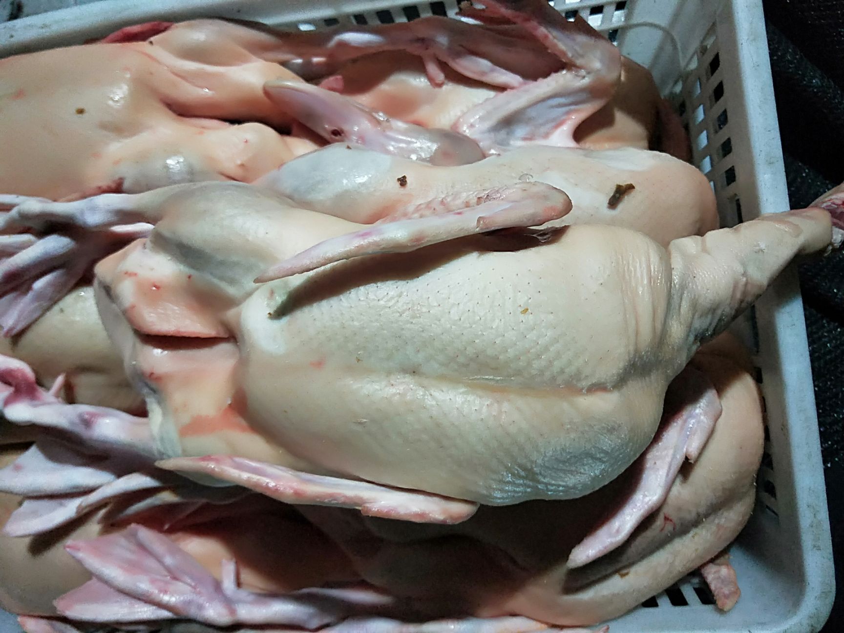 [白条鸭批发] 鸭肉,白条鸭,鸡肉价格6元/斤 - 惠农网