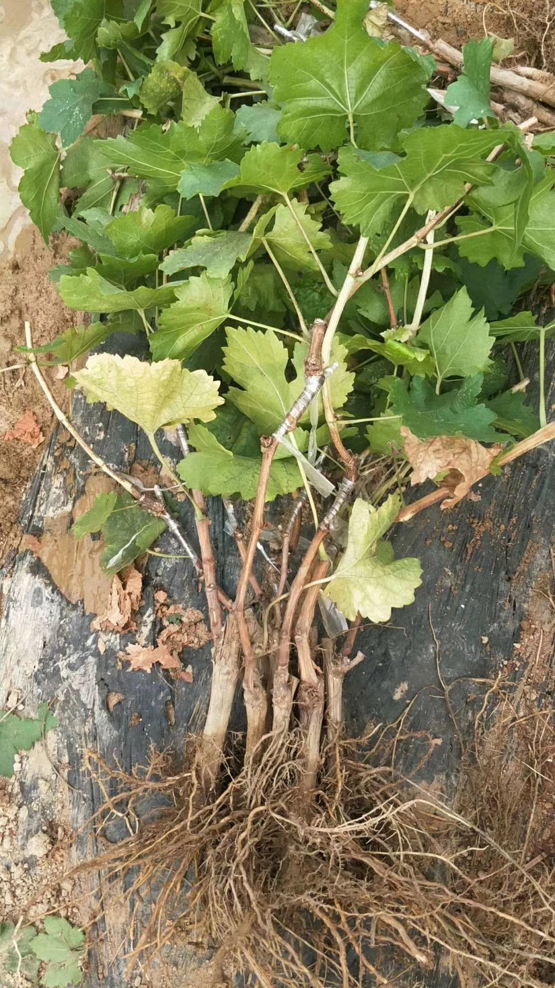 葡萄树苗 浪漫红颜葡萄苗 南北方种植 地栽爬藤盆栽