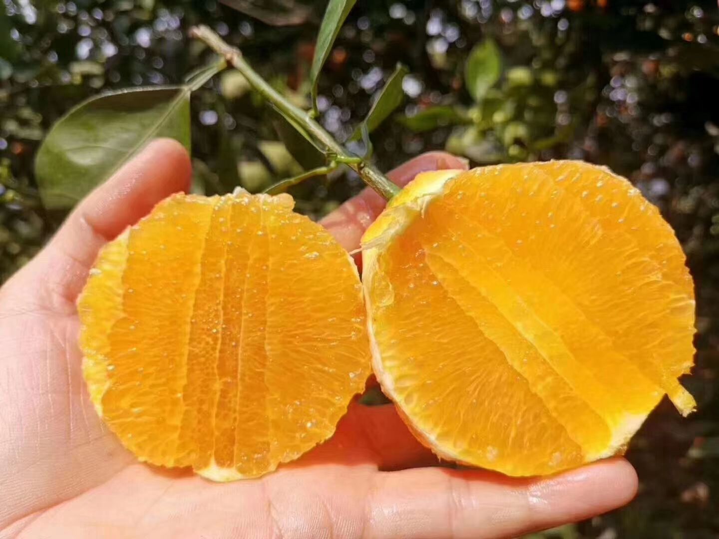 伦晚脐橙 帝王橙