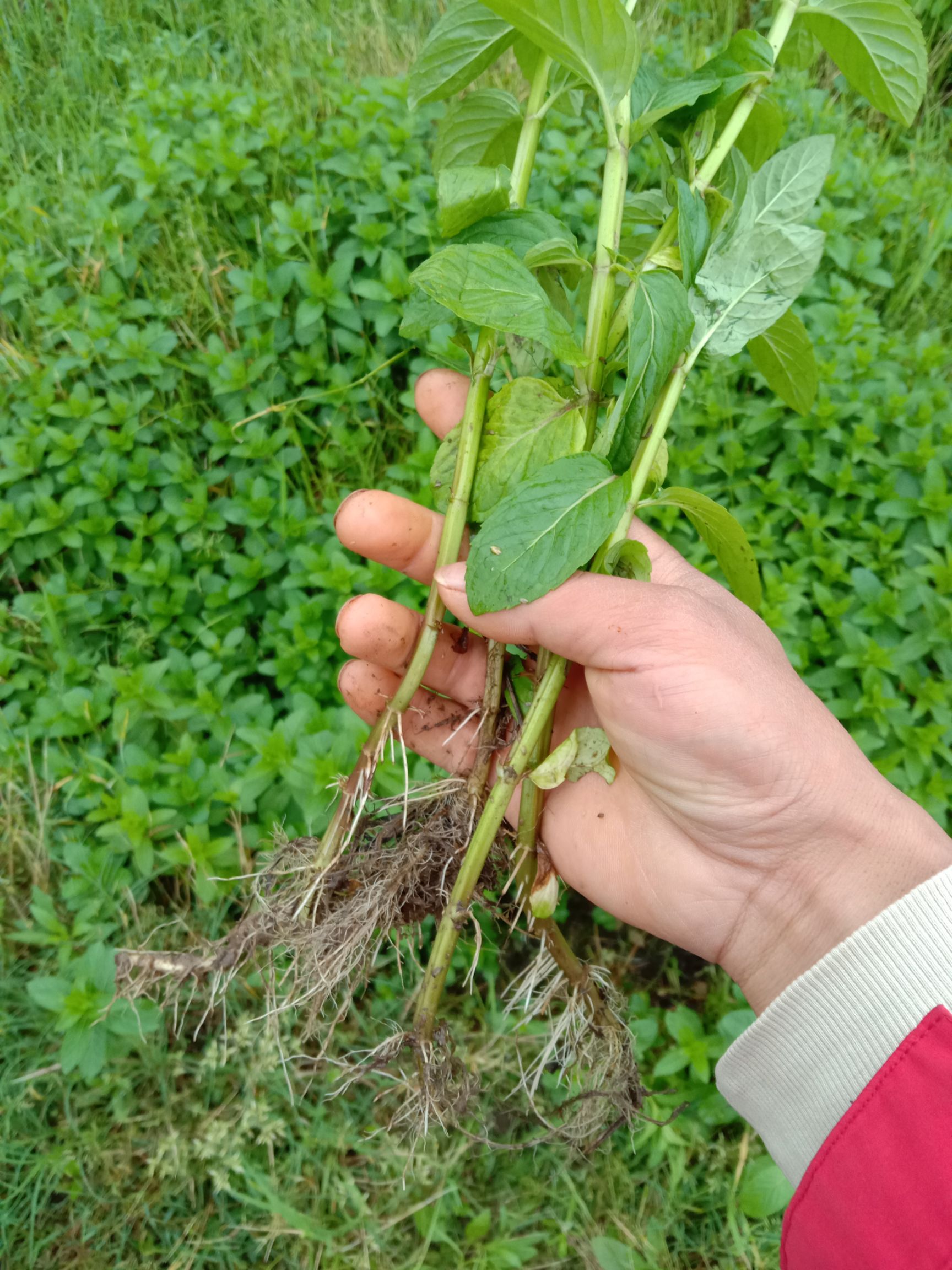 薄荷种子 薄荷苗