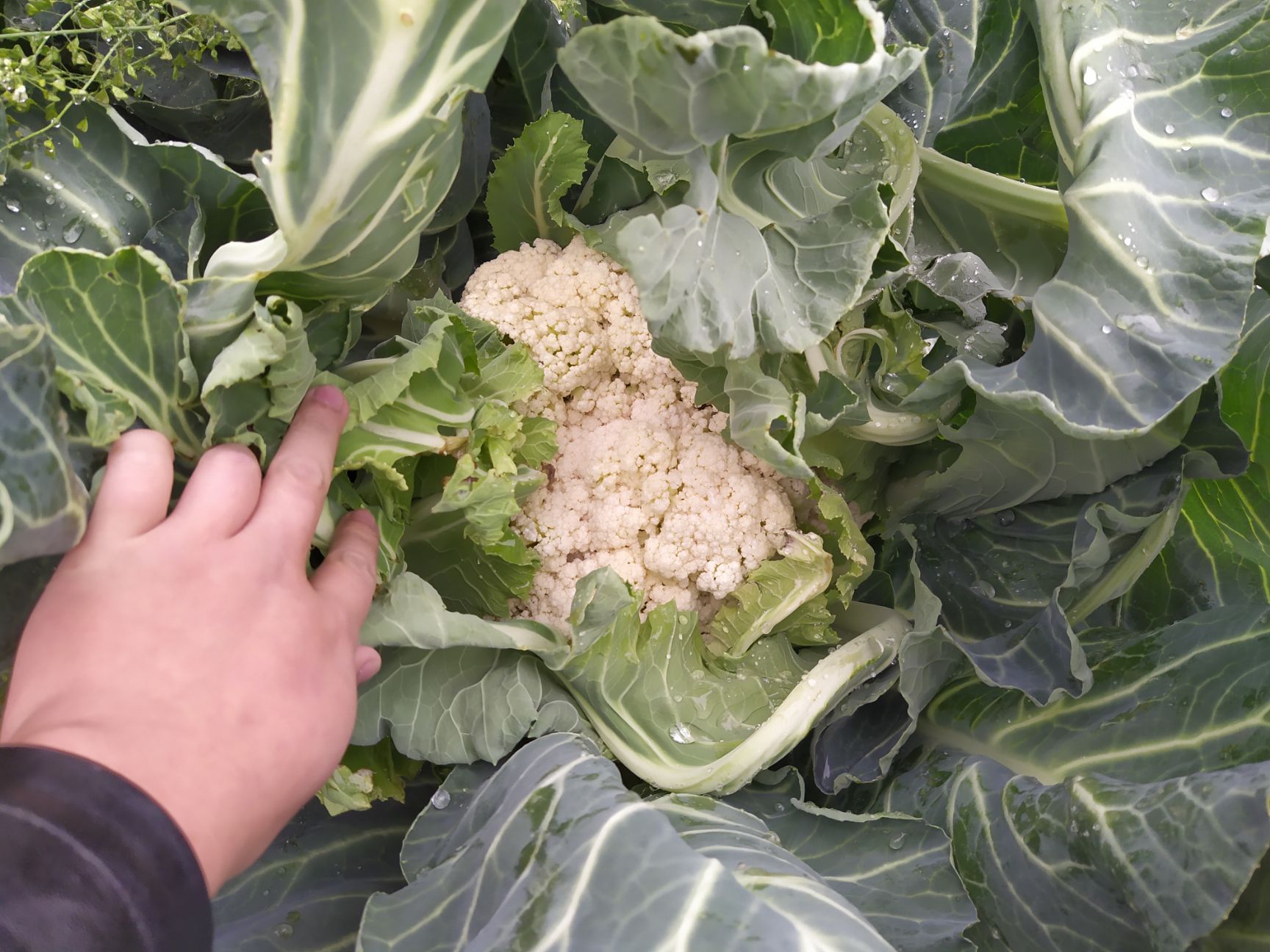 品种名:有机花菜 品种名:有机花菜 松散度:适中 单个重:4斤