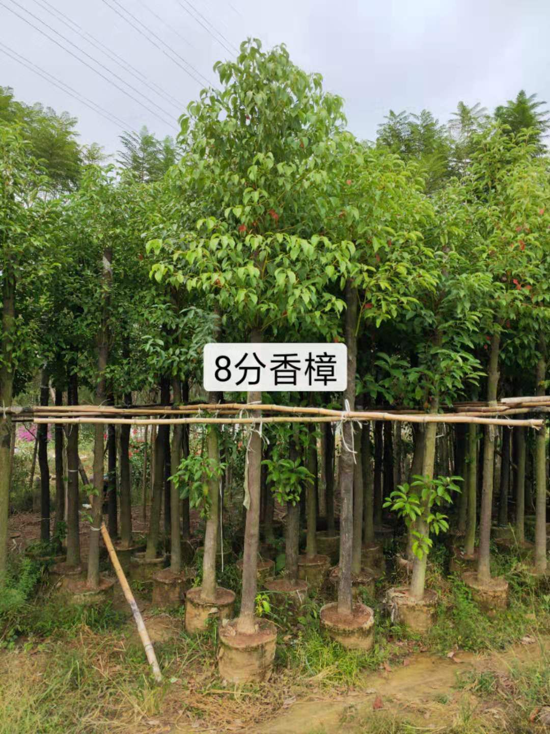 8分香樟树