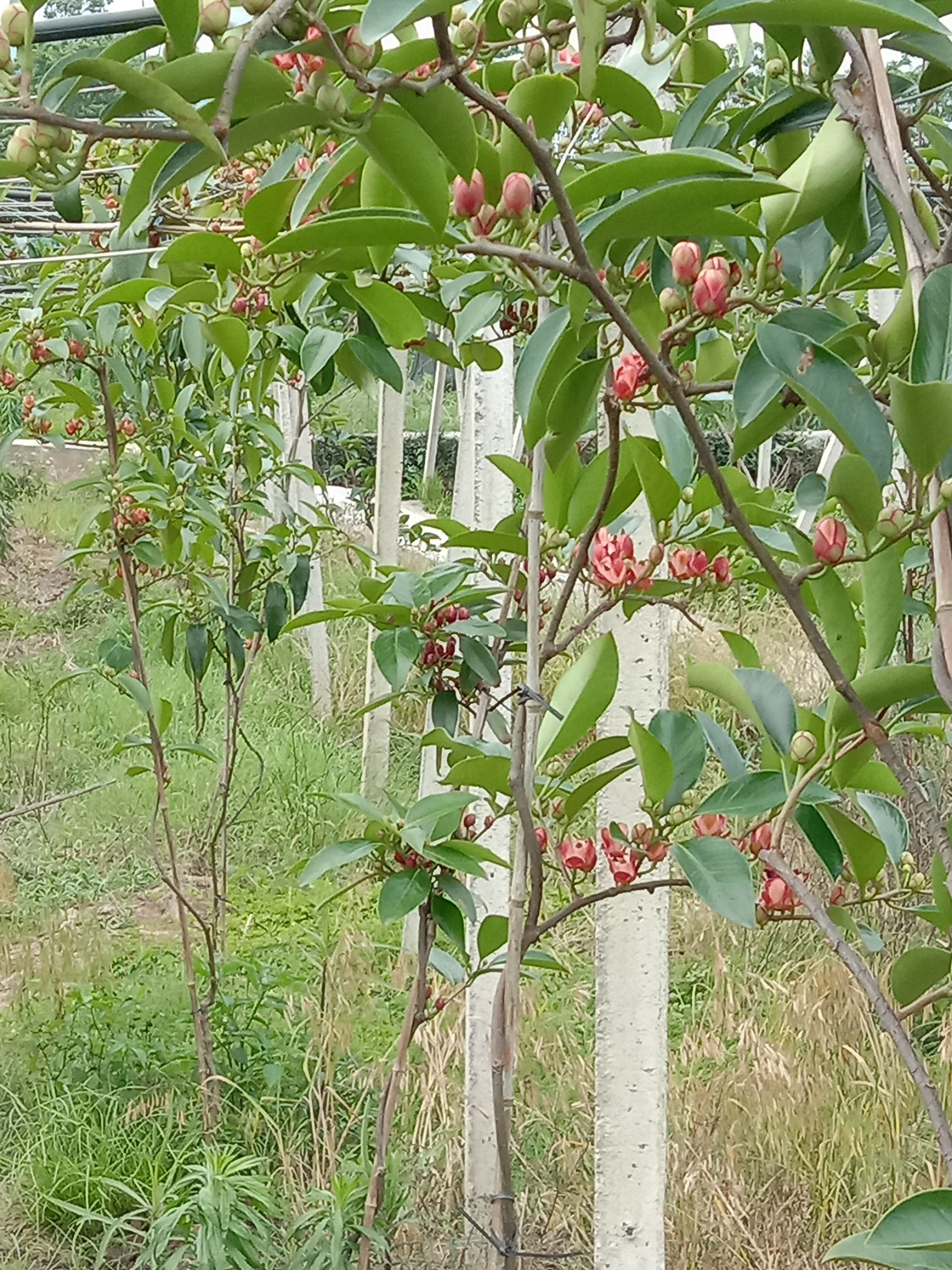 黑老虎 种植第二年开花,三年结果,培育,抗寒抗高温