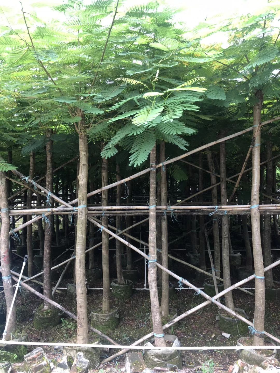凤凰木 8-10公分截杆袋苗 冠幅1-2米